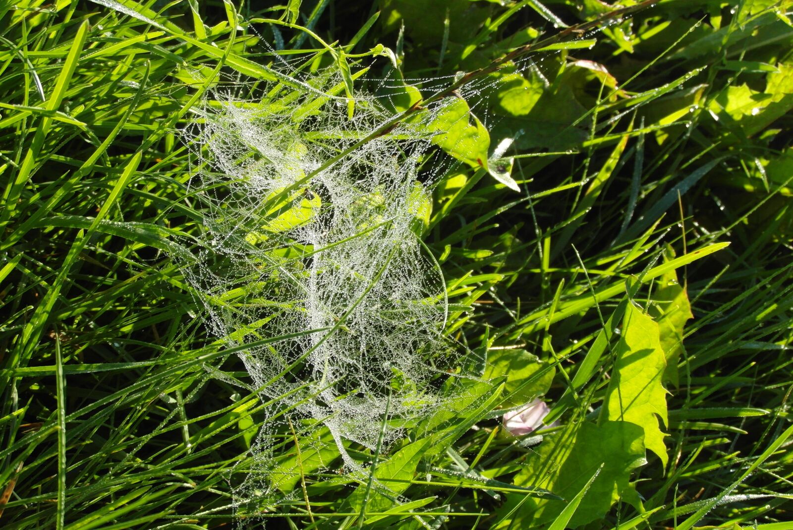 Samsung WB750 sample photo. Grass, cobweb, rosa photography