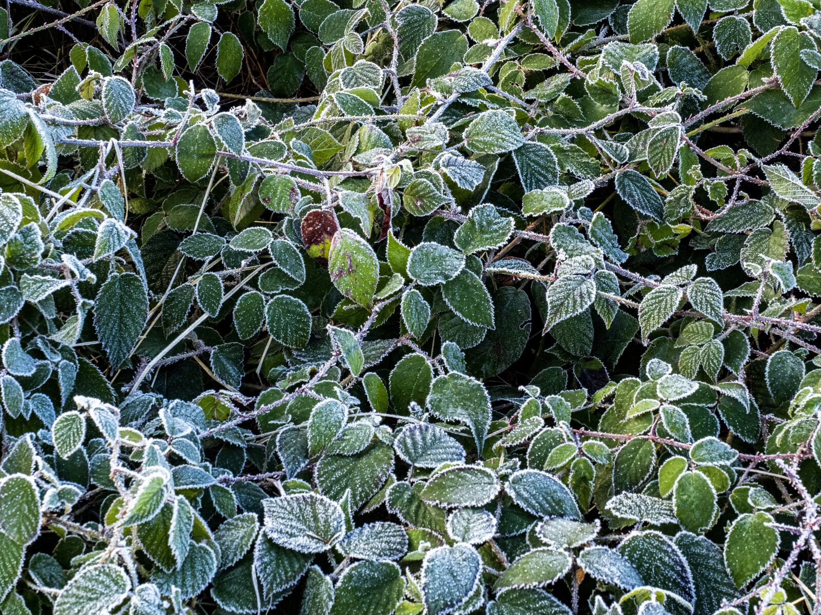 Olympus OM-D E-M5 II + Olympus M.Zuiko Digital ED 12-40mm F2.8 Pro sample photo. Frost, leaves, winter photography