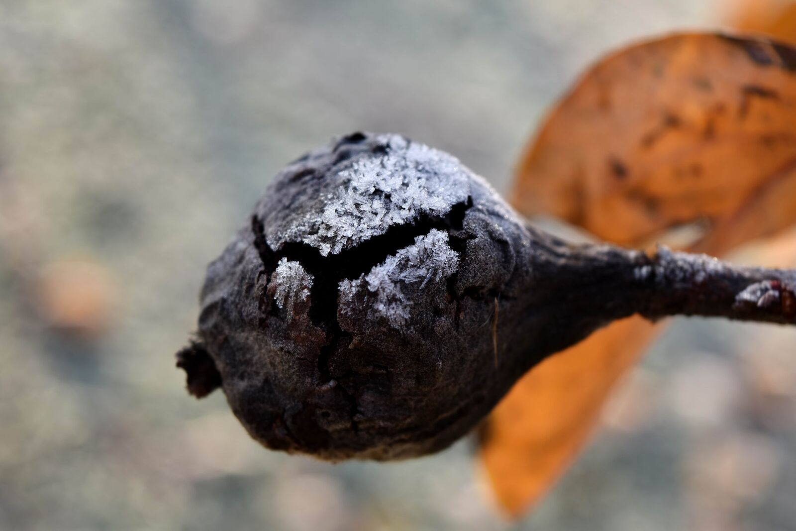 Nikon D5500 sample photo. Dry, frost, ice crystal photography