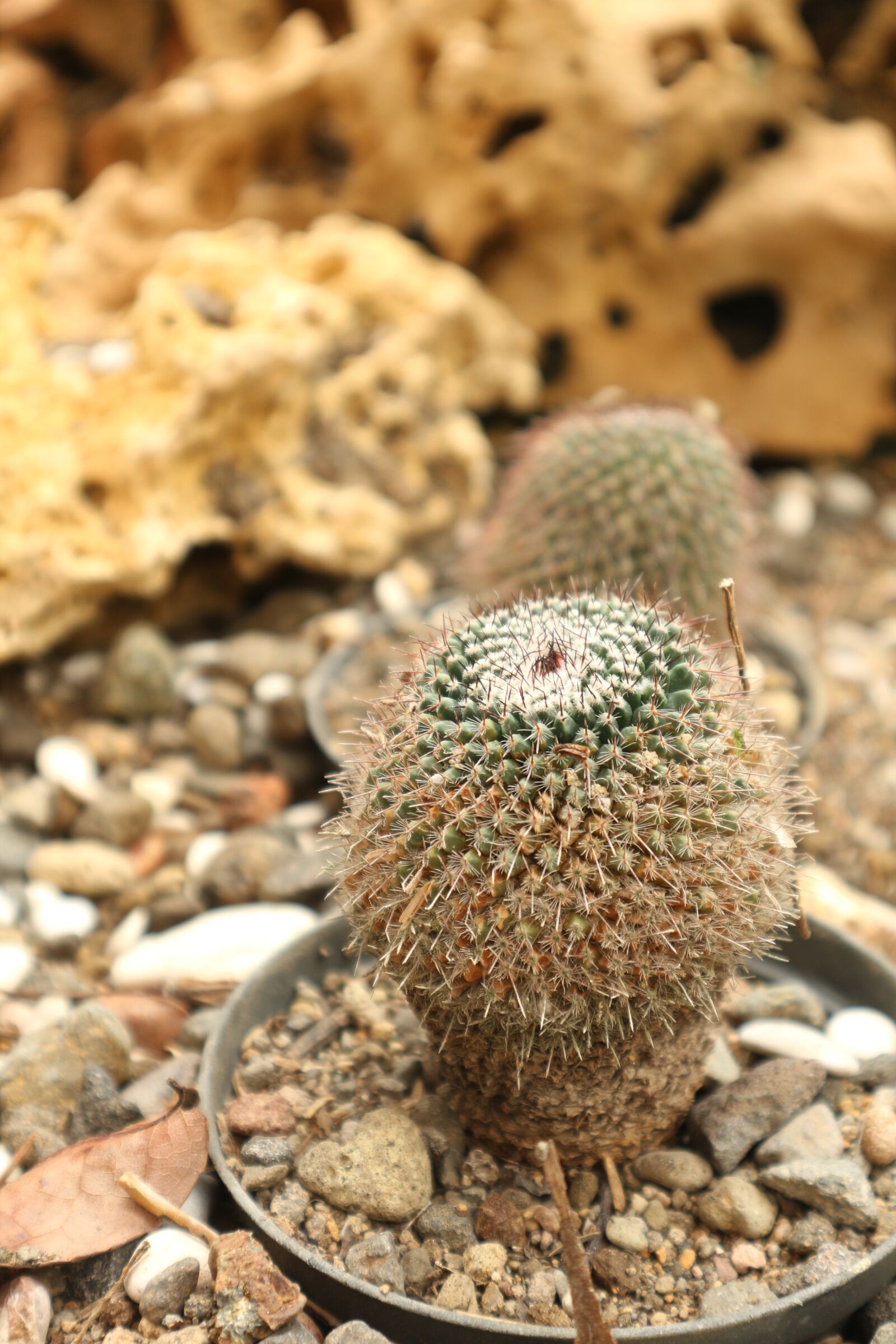 Canon EOS M10 sample photo. Cactus, plant, nature photography