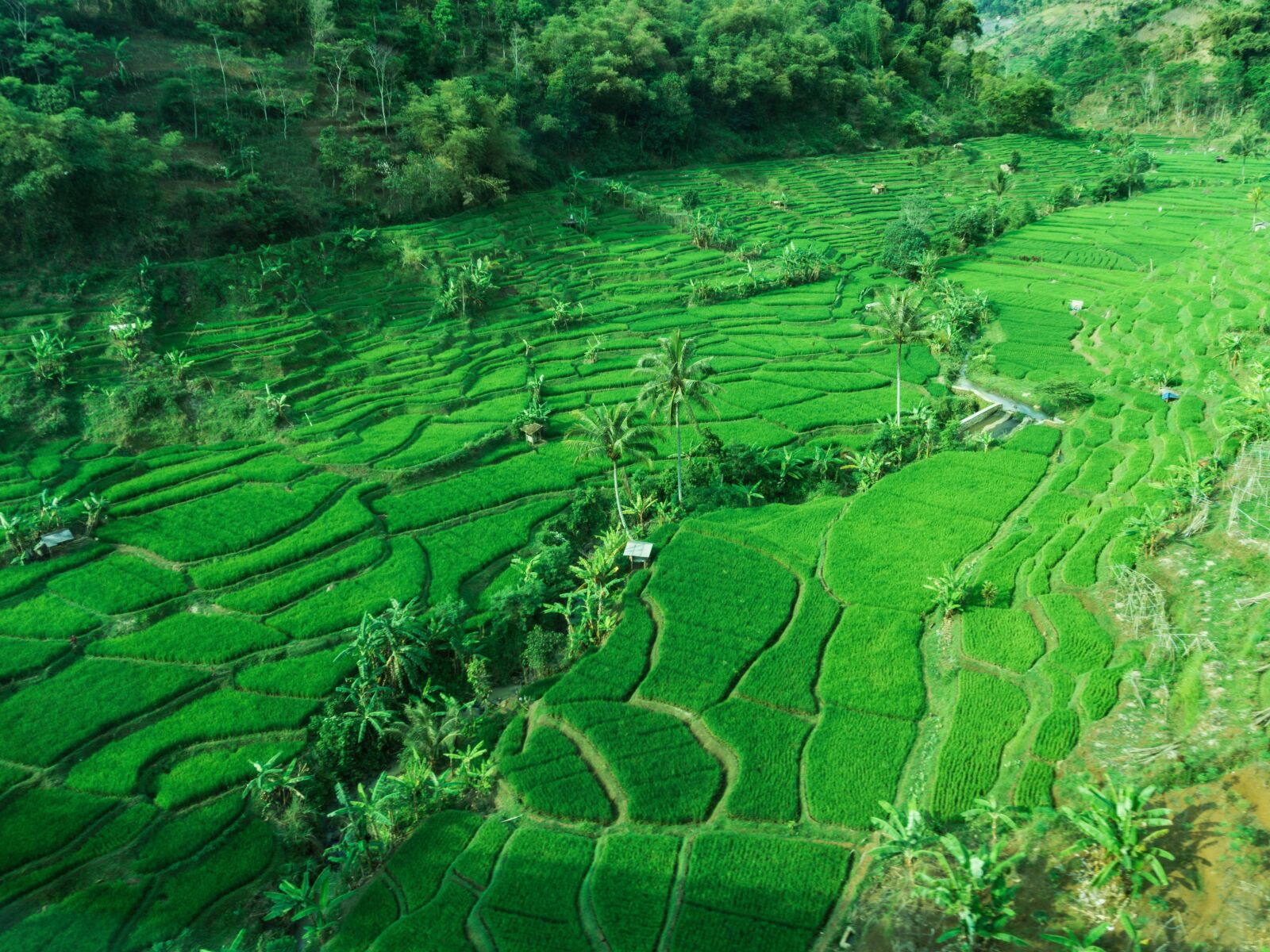 Sony a6000 sample photo. Terrace, paddy, ricefield photography
