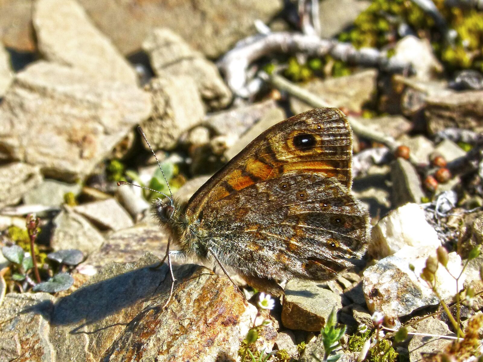 Panasonic DMC-FZ62 sample photo. Lasiommata megera, butterfly saltacercas photography