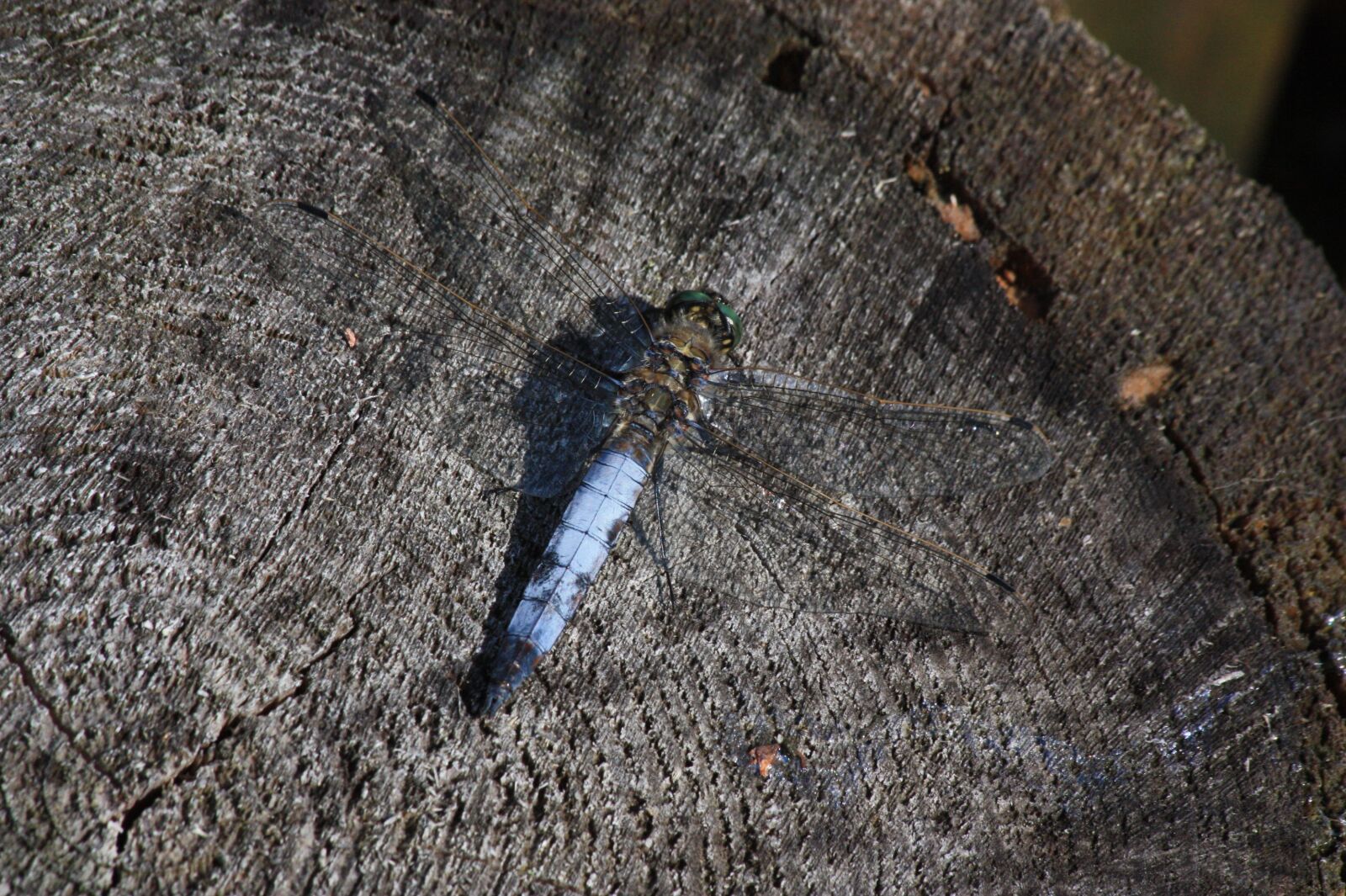 Canon EOS 450D (EOS Rebel XSi / EOS Kiss X2) sample photo. Ważka, dragonflies, macro photography