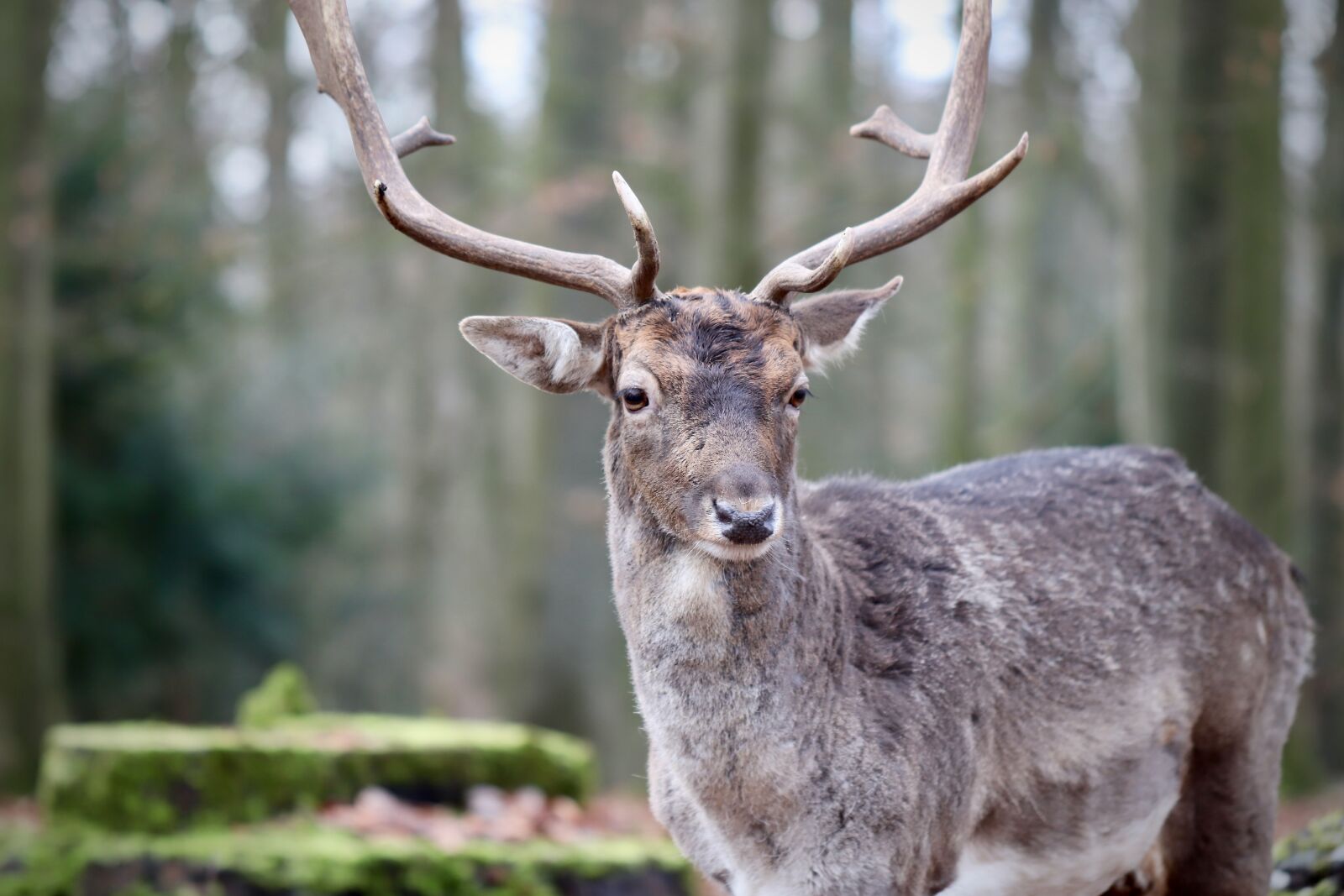 Canon EOS 800D (EOS Rebel T7i / EOS Kiss X9i) sample photo. Fallow deer, hirsch, antler photography