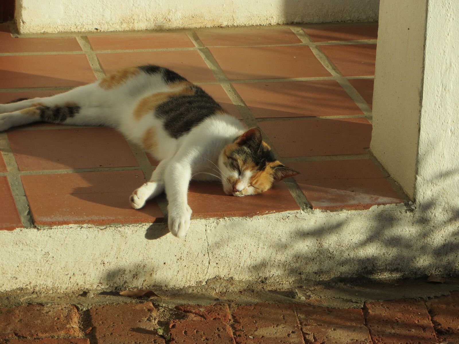 Canon PowerShot SX240 HS sample photo. Sleeping cat, relaxation, country photography