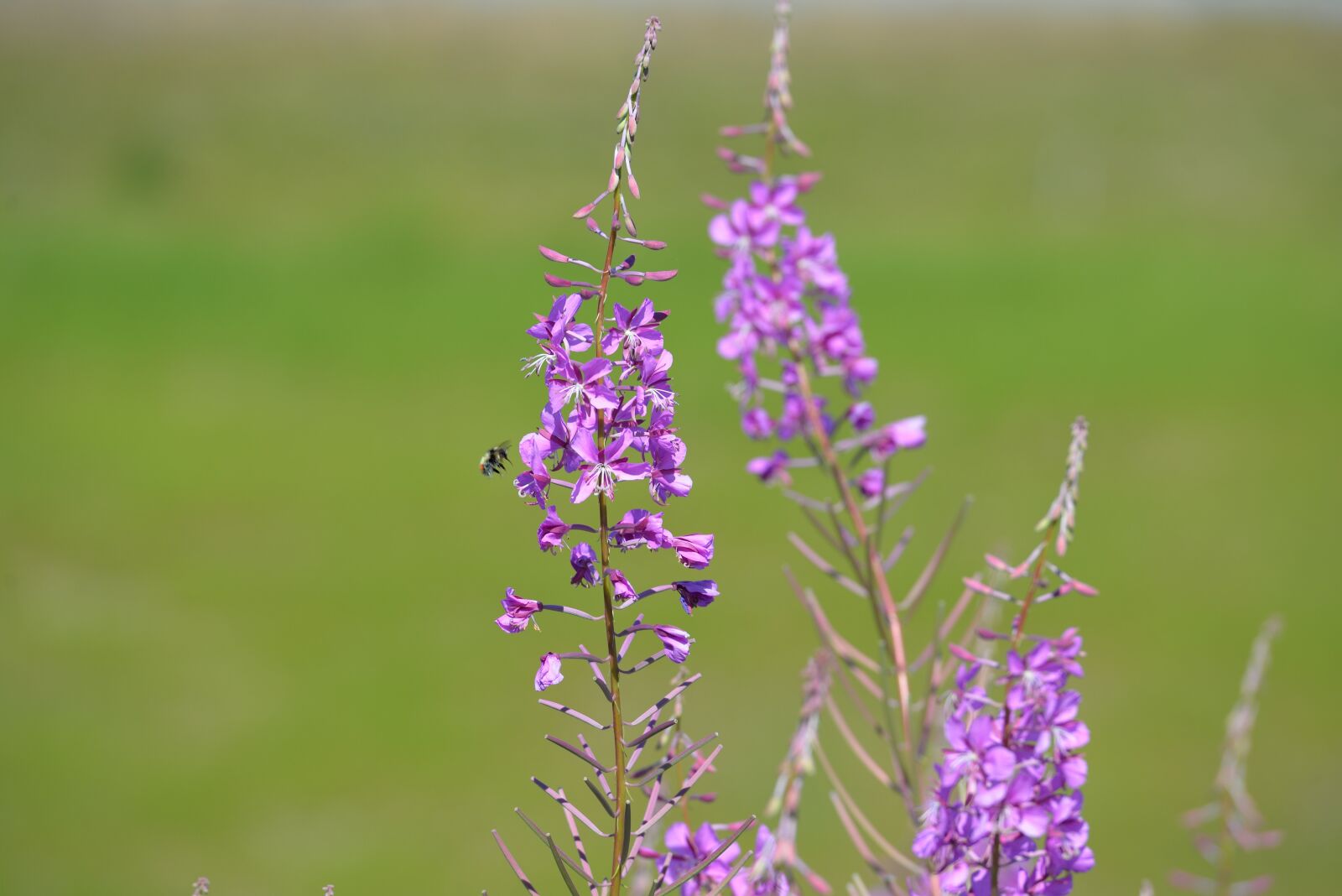 Nikon D610 sample photo. Fireweed, bee, bumble bee photography