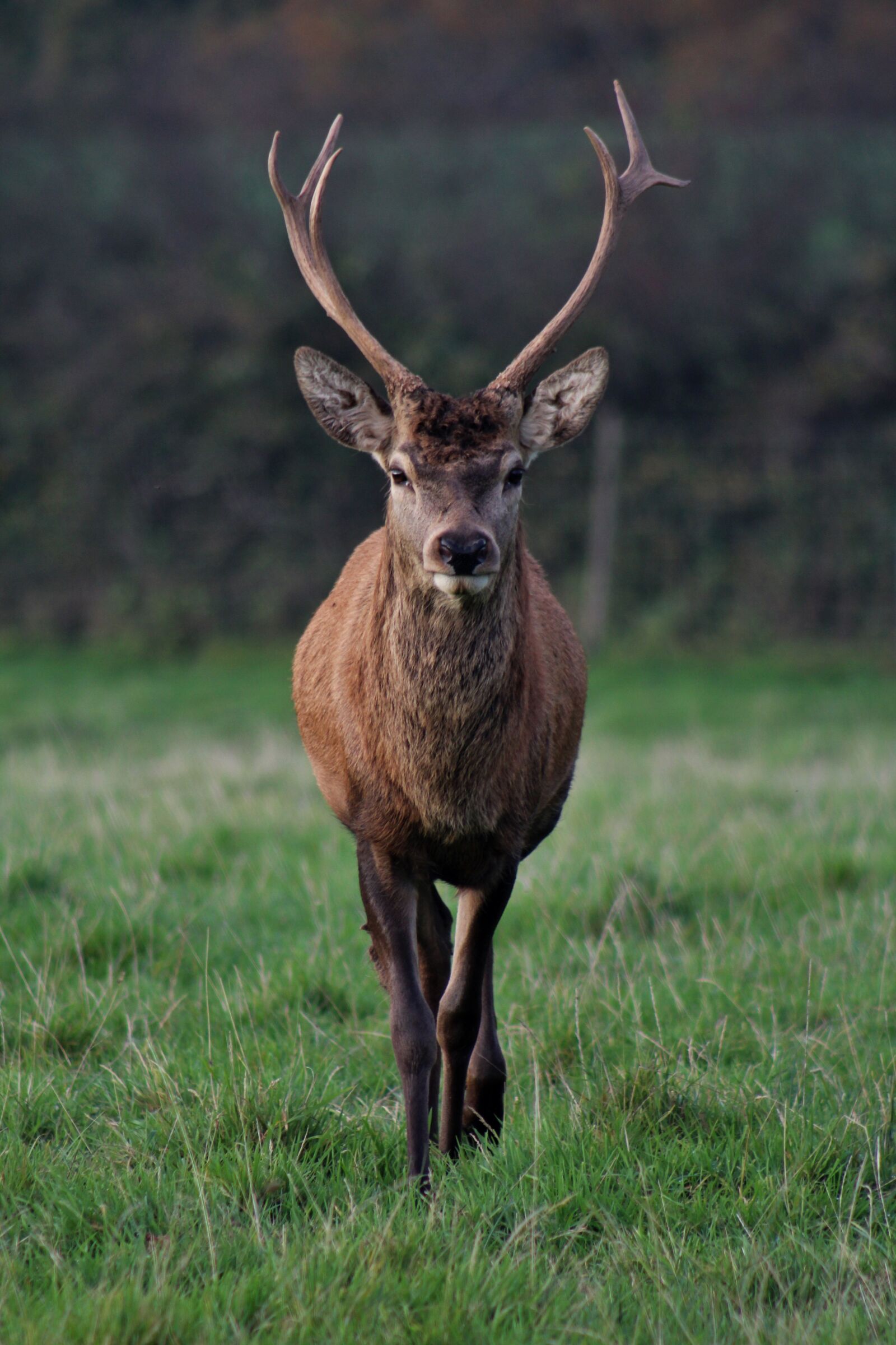 Canon EF 75-300mm f/4-5.6 sample photo. Stag, nature, male photography