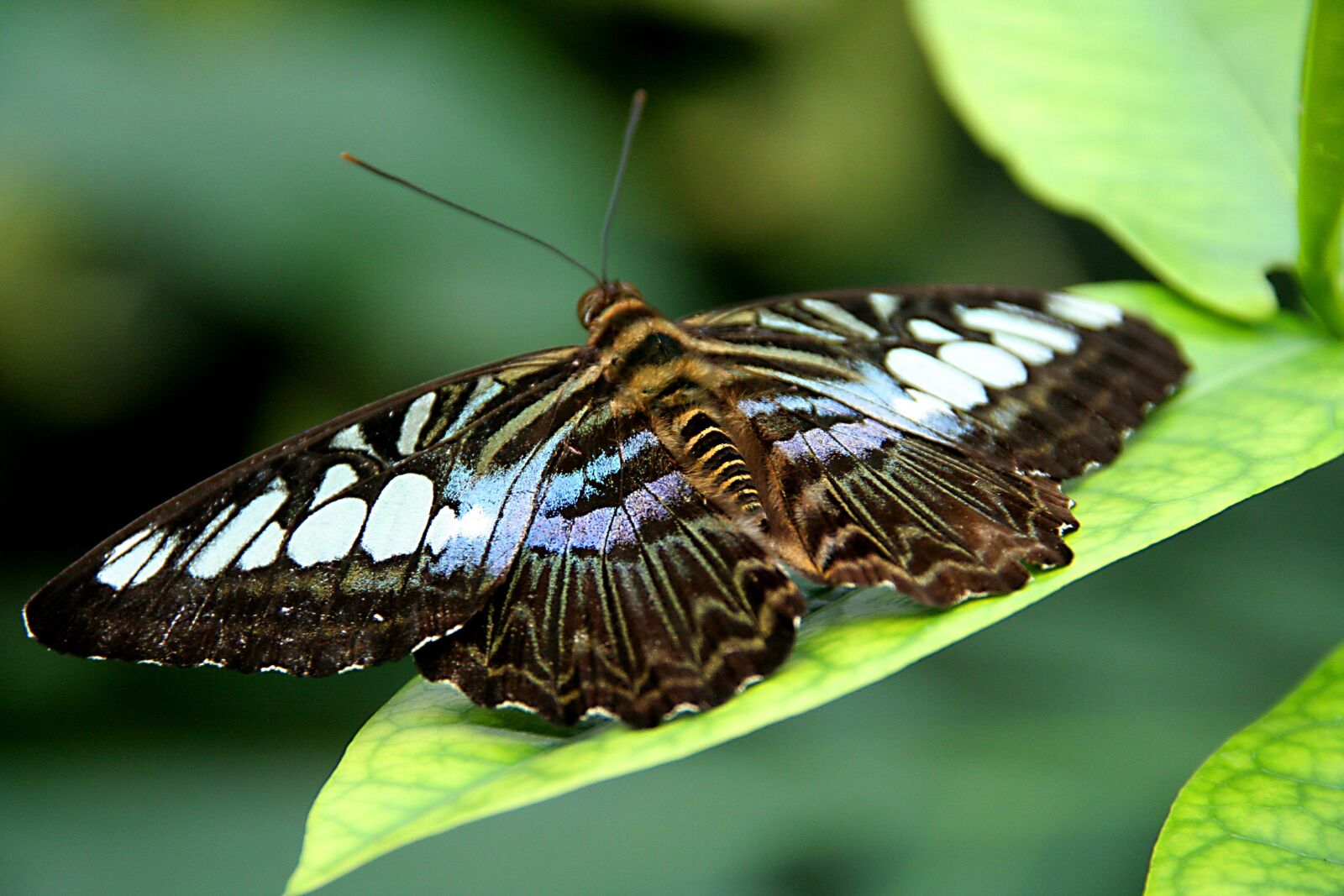 Canon EOS 350D (EOS Digital Rebel XT / EOS Kiss Digital N) sample photo. Butterfly, nature, macro photography