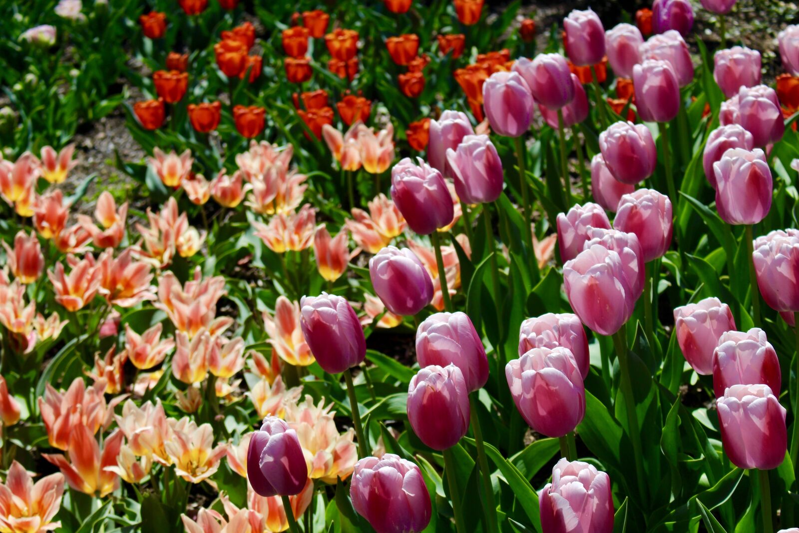 Canon EOS 100D (EOS Rebel SL1 / EOS Kiss X7) sample photo. Tulip, spring, blossom photography