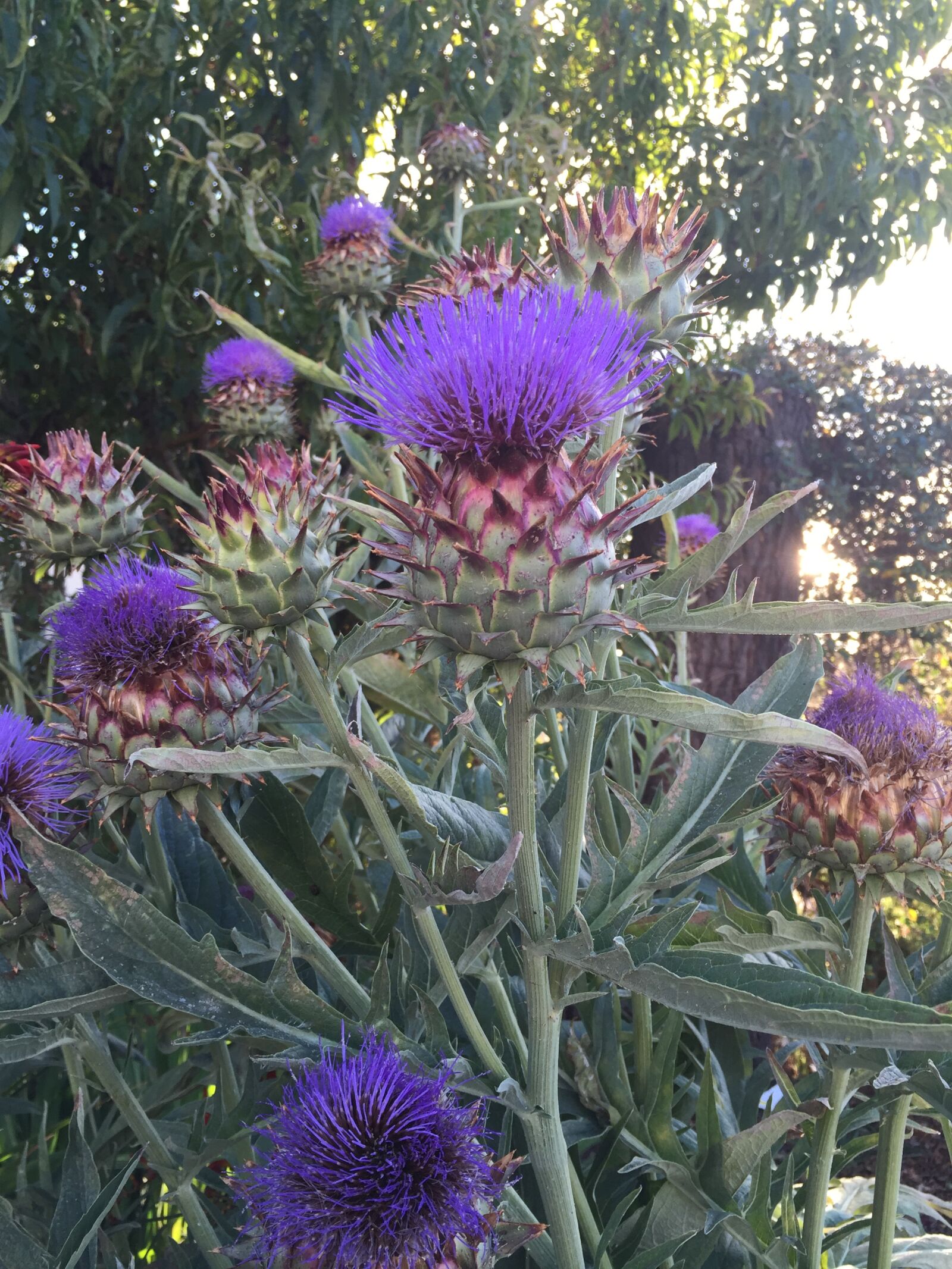 Apple iPhone 6 sample photo. Artichoke, flower, flowerhead photography