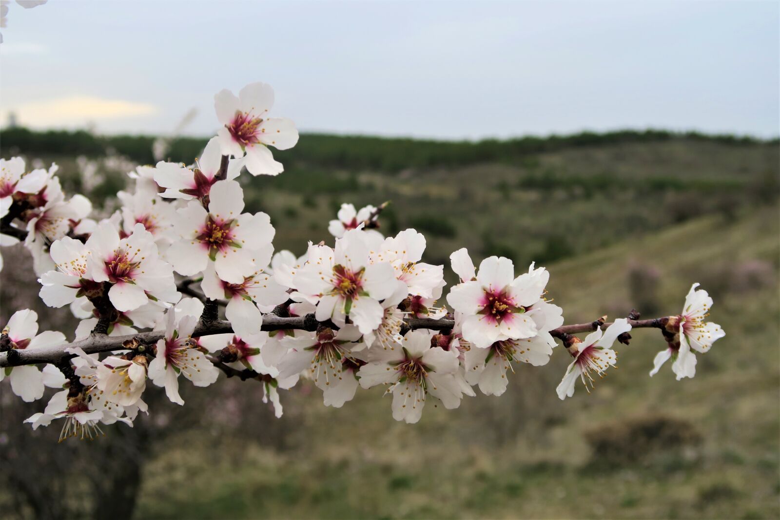 Canon PowerShot G7 X sample photo. Almond, flower, nature photography
