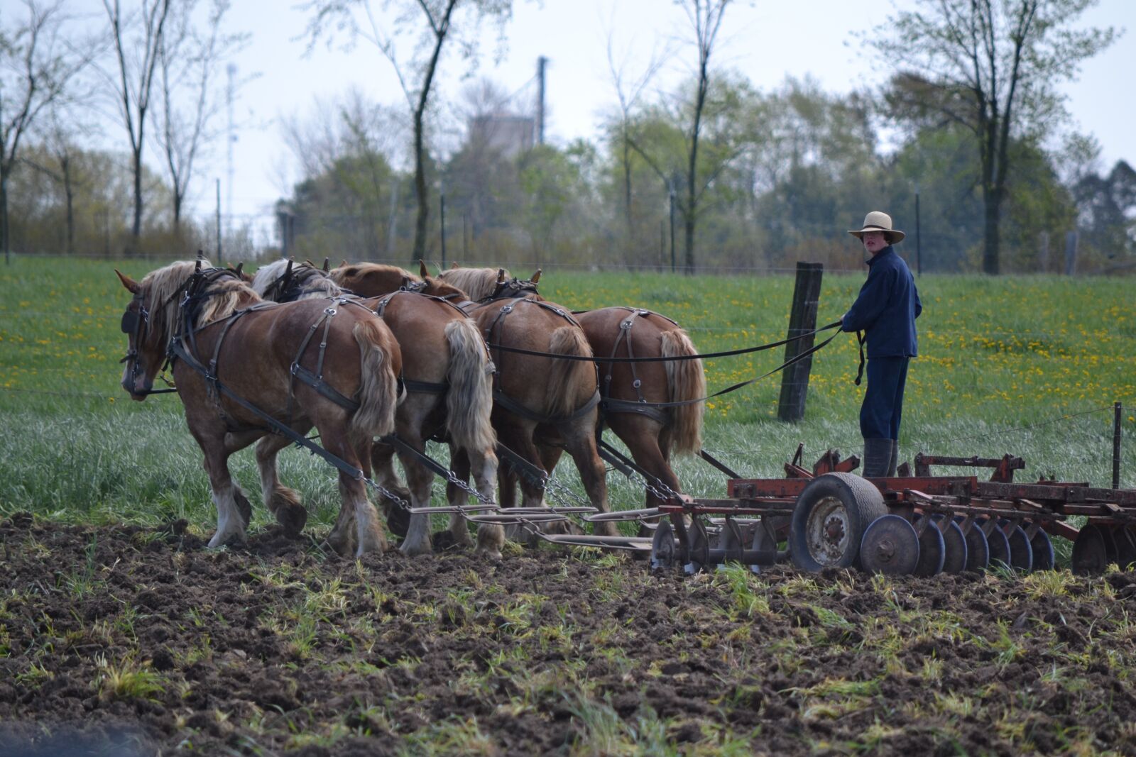 Nikon D3100 sample photo. Horses, mennonites, man photography