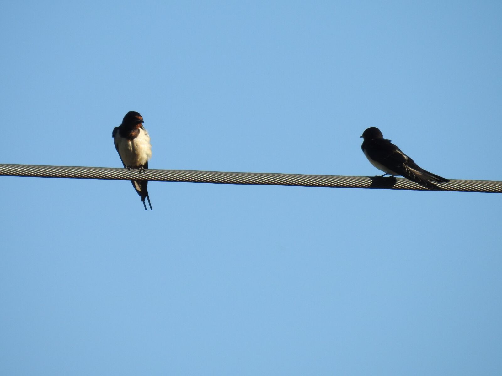Nikon Coolpix P900 sample photo. Bird, schwalbe, power line photography