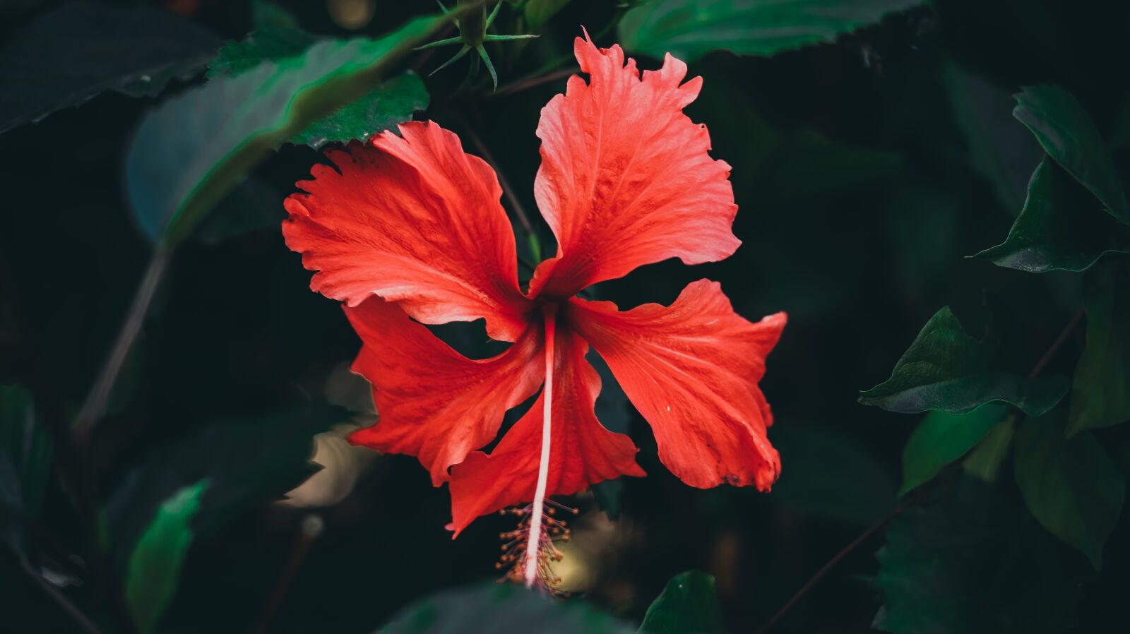 Canon EOS M50 (EOS Kiss M) sample photo. Flower, nha trang, alone photography