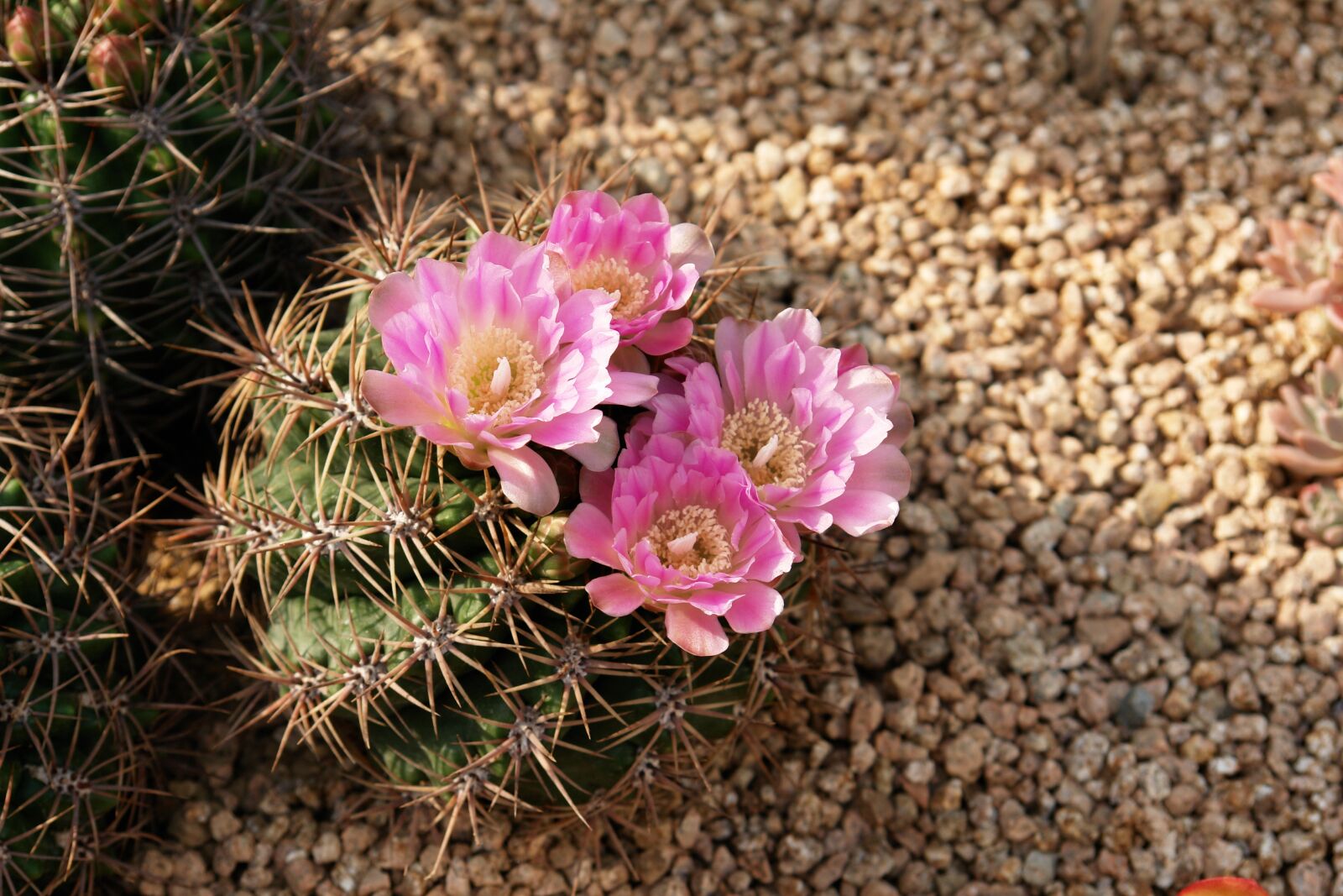Sony DSC-R1 sample photo. Cactus, flowers, plants photography