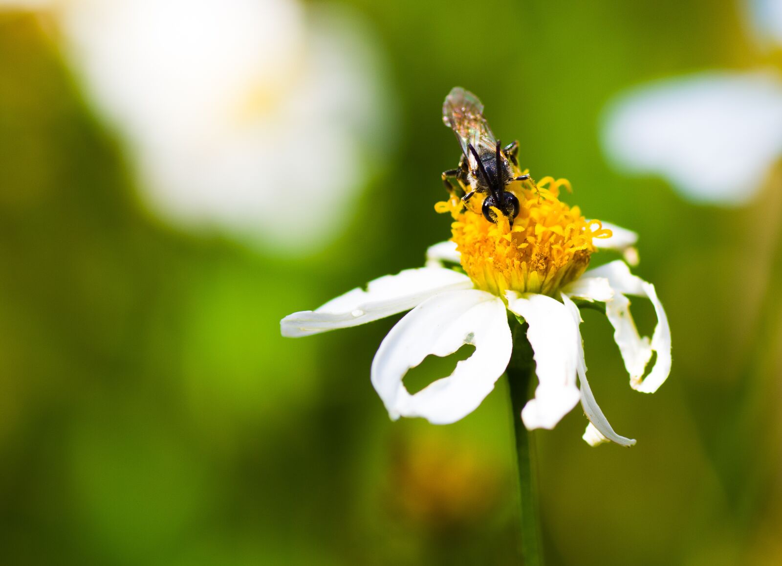 Pentax K-70 + Tamron SP AF 90mm F2.8 Di Macro sample photo. Marguerite, fly, earth wasp photography