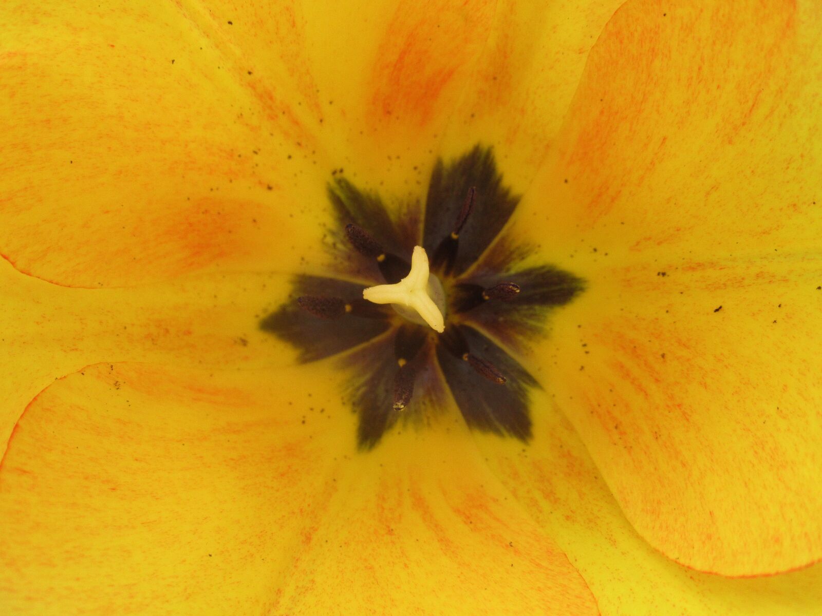 Canon PowerShot SX620 HS sample photo. Spring, tulip photography