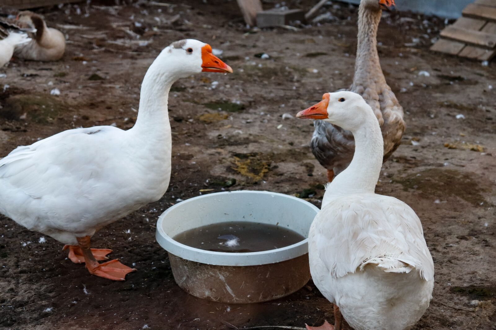 Canon EOS 200D (EOS Rebel SL2 / EOS Kiss X9) sample photo. Geese, village, dacha photography