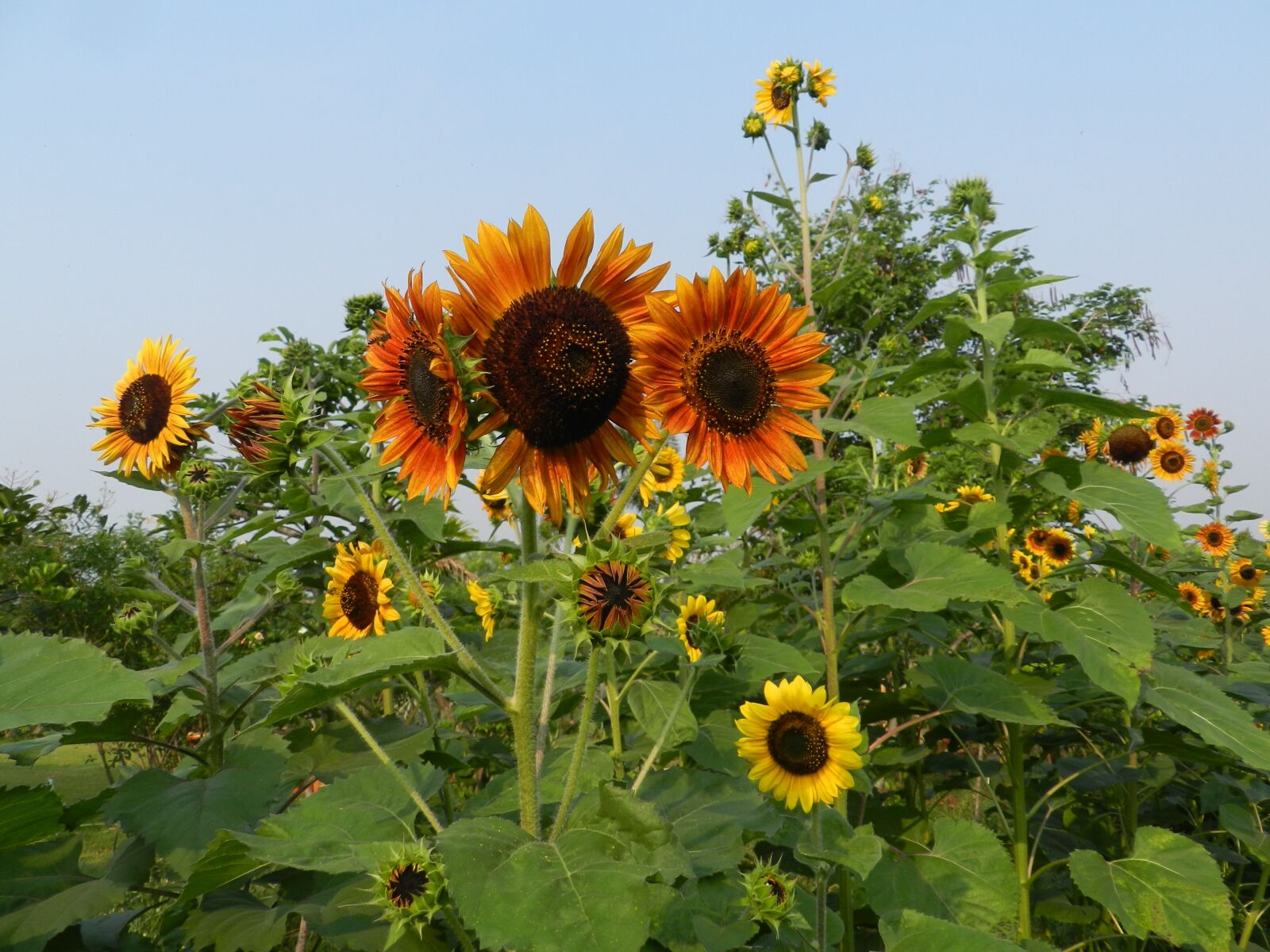 Nikon Coolpix P500 sample photo. Garden, flower, summer photography