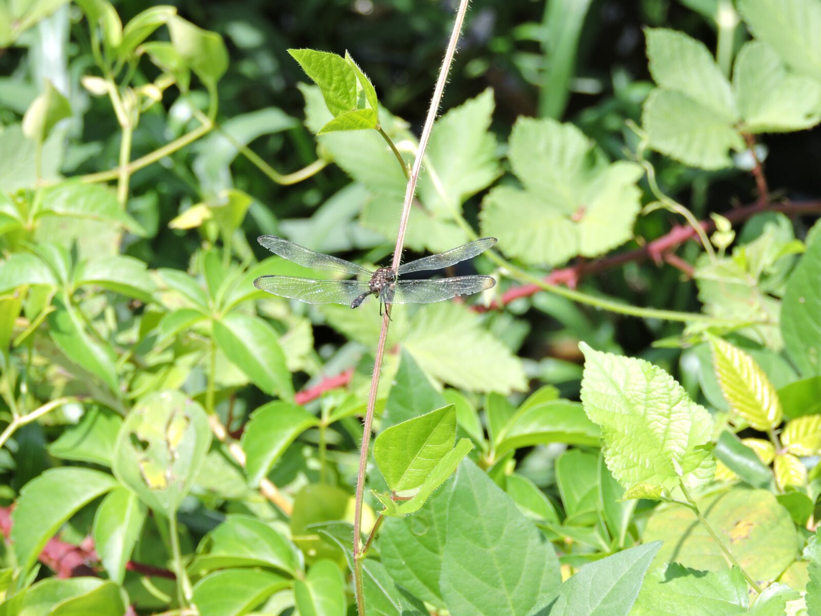 Nikon Coolpix P530 sample photo. Dragonfly, nature, insect photography