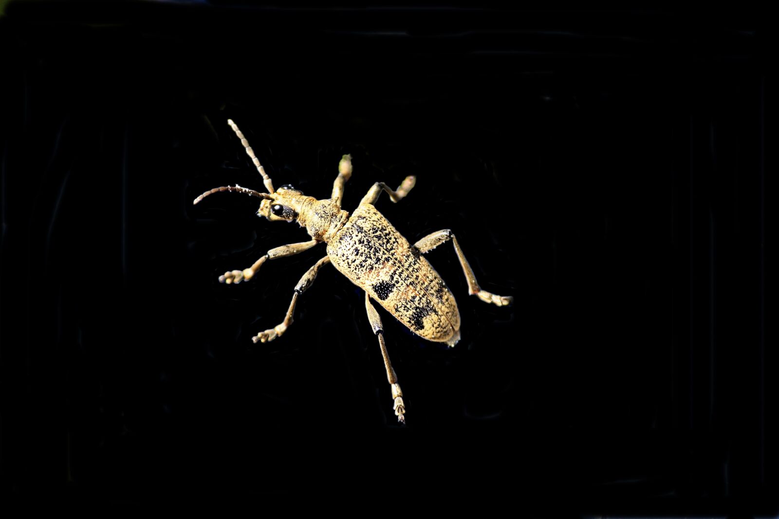 Canon EOS 450D (EOS Rebel XSi / EOS Kiss X2) sample photo. Beetle, insect, macro photography
