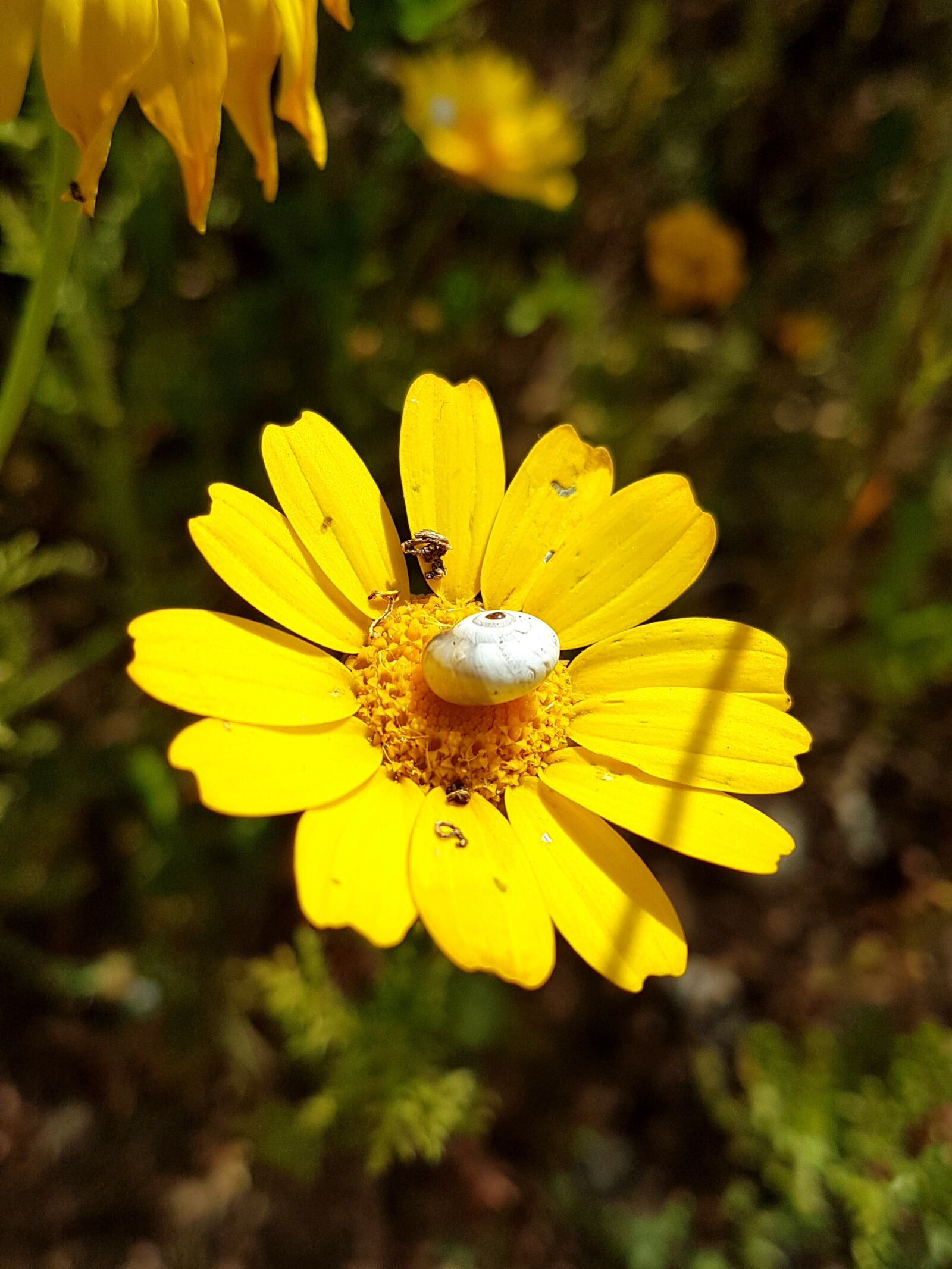 Samsung Galaxy S7 Edge sample photo. Nature, flora, flower photography