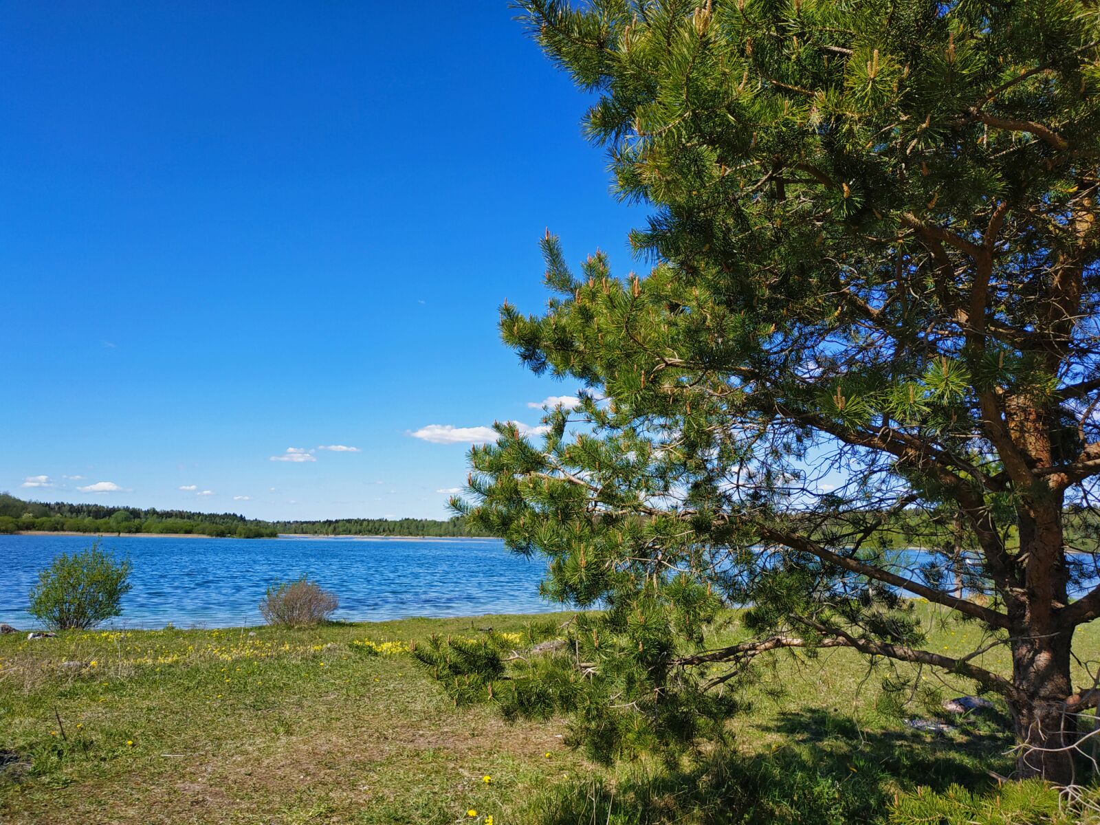 Xiaomi MI MAX 3 sample photo. Lake, sky, pine photography