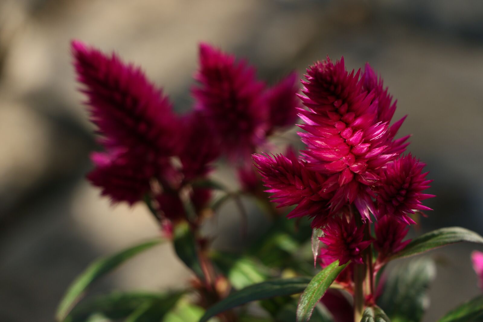 Canon EOS 70D sample photo. Deep purple celosia, purple photography