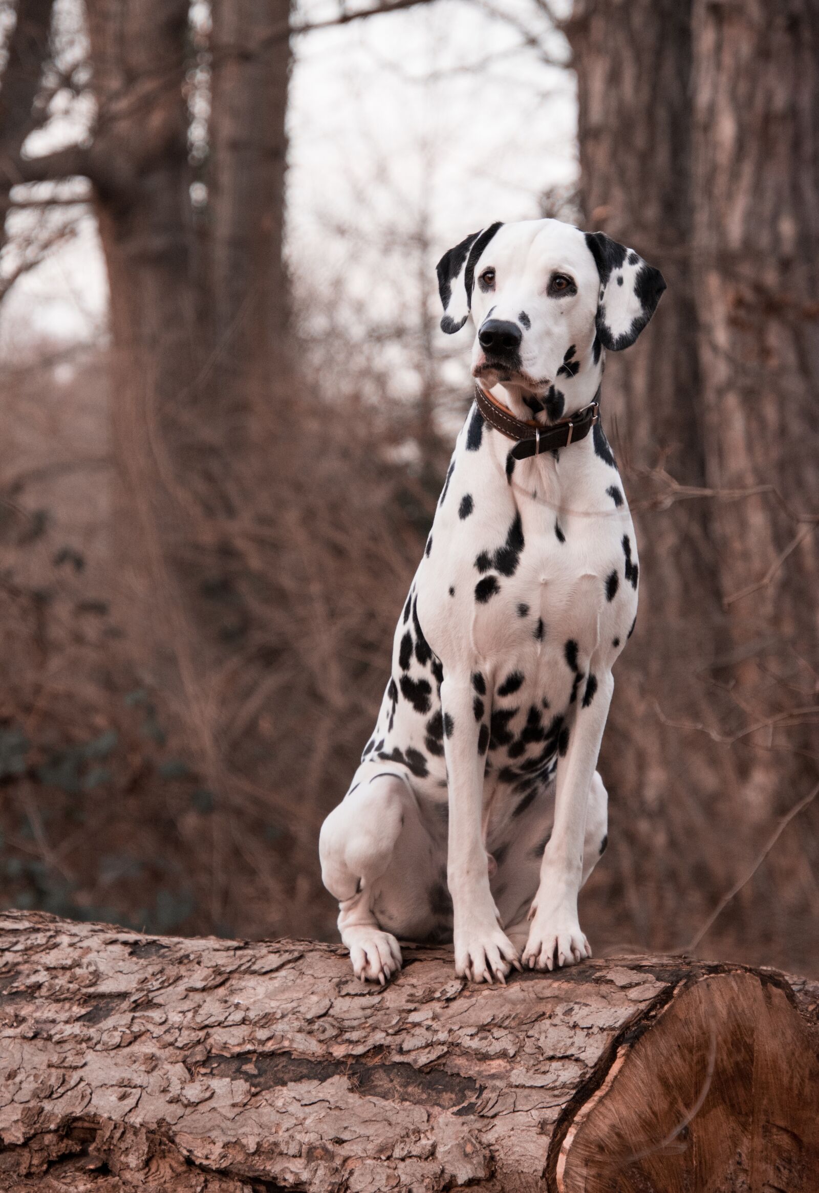 Nikon D3300 sample photo. Dog, animal, nature photography