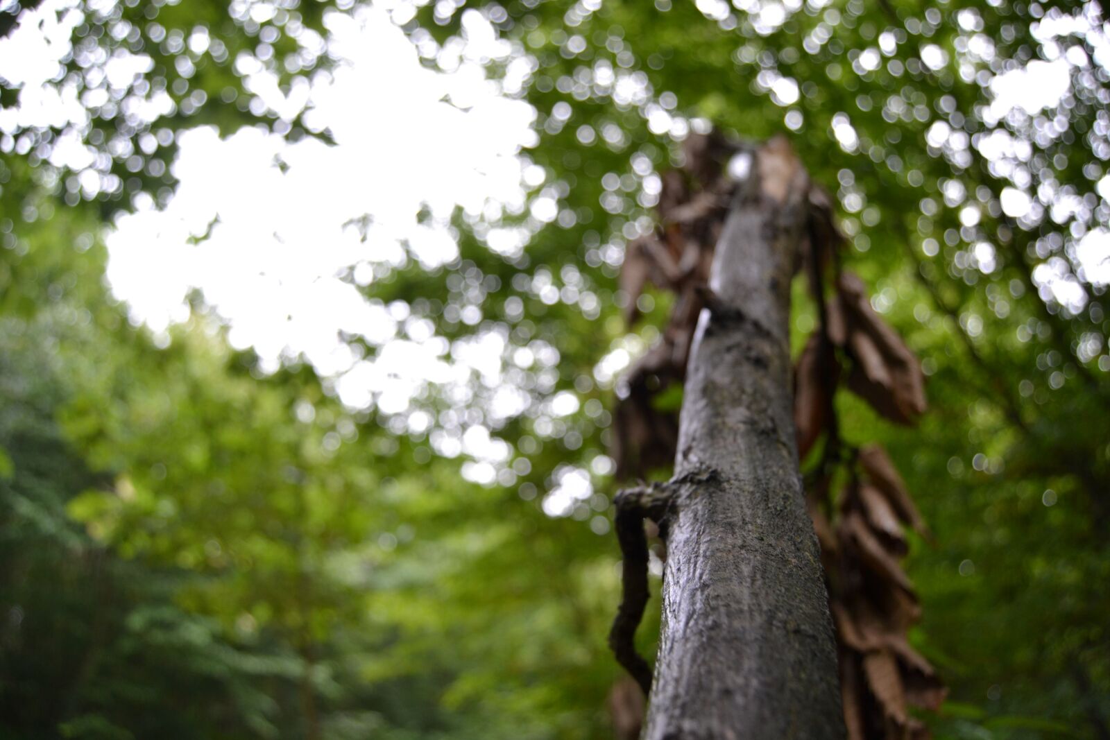 Nikon D3100 sample photo. Branch, nature, landscape photography