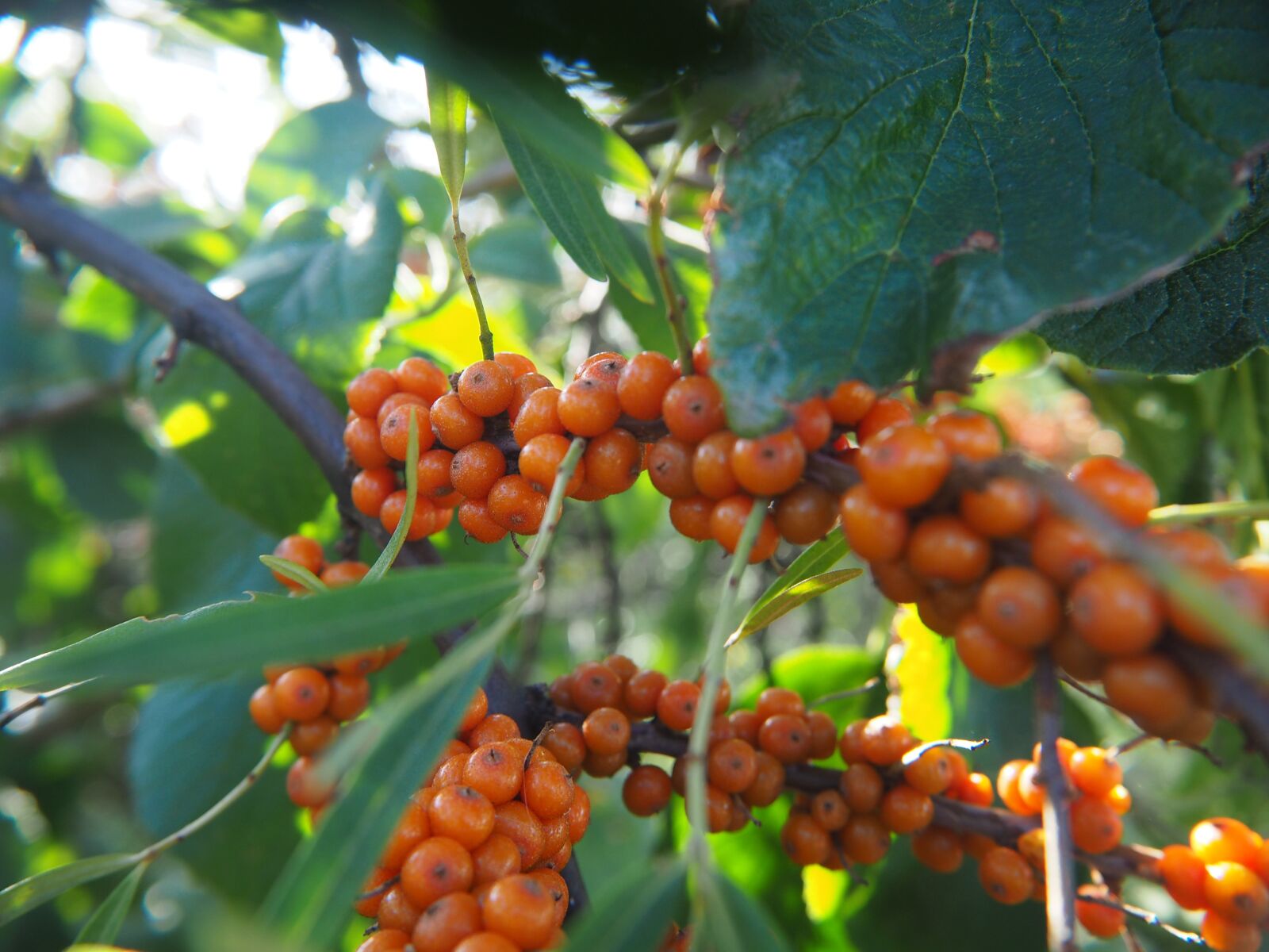 Olympus OM-D E-M10 sample photo. Berries, fruit, nature photography