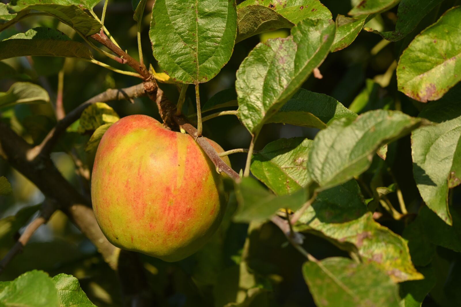 Nikon D5200 sample photo. Apple, leaves, foliage photography