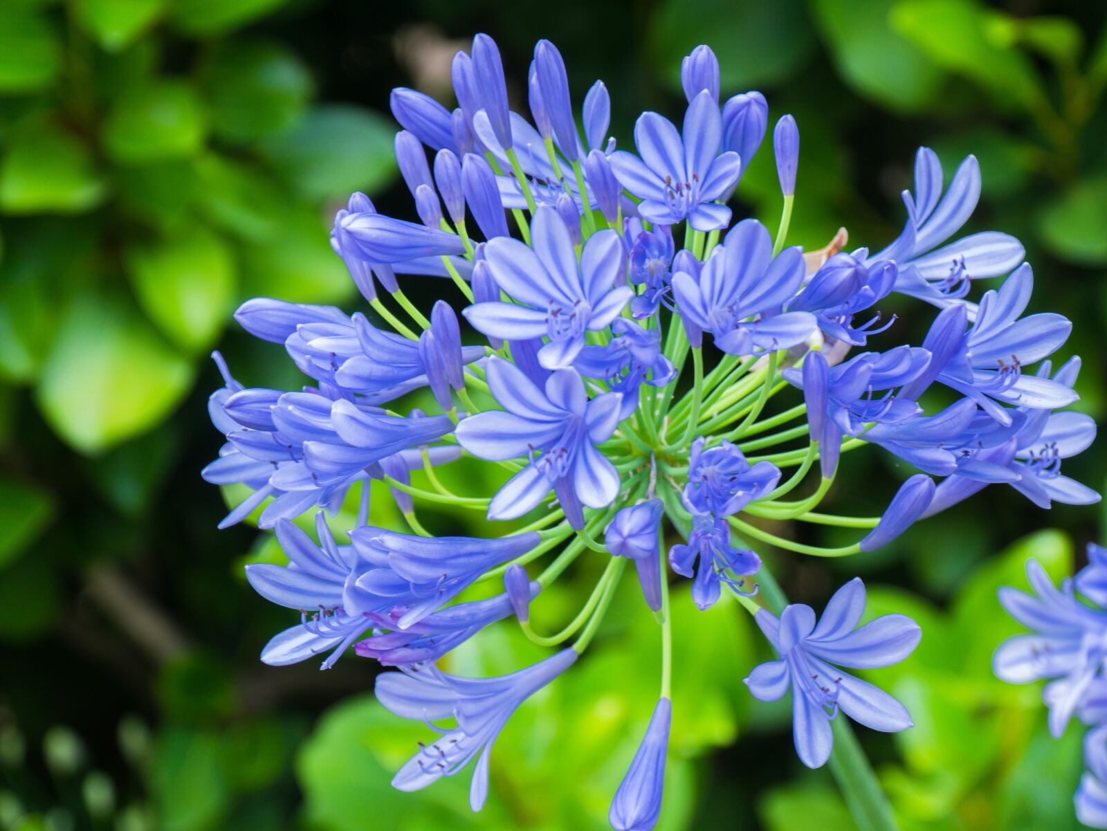 Panasonic DMC-G81 sample photo. Flower, blue, bright photography