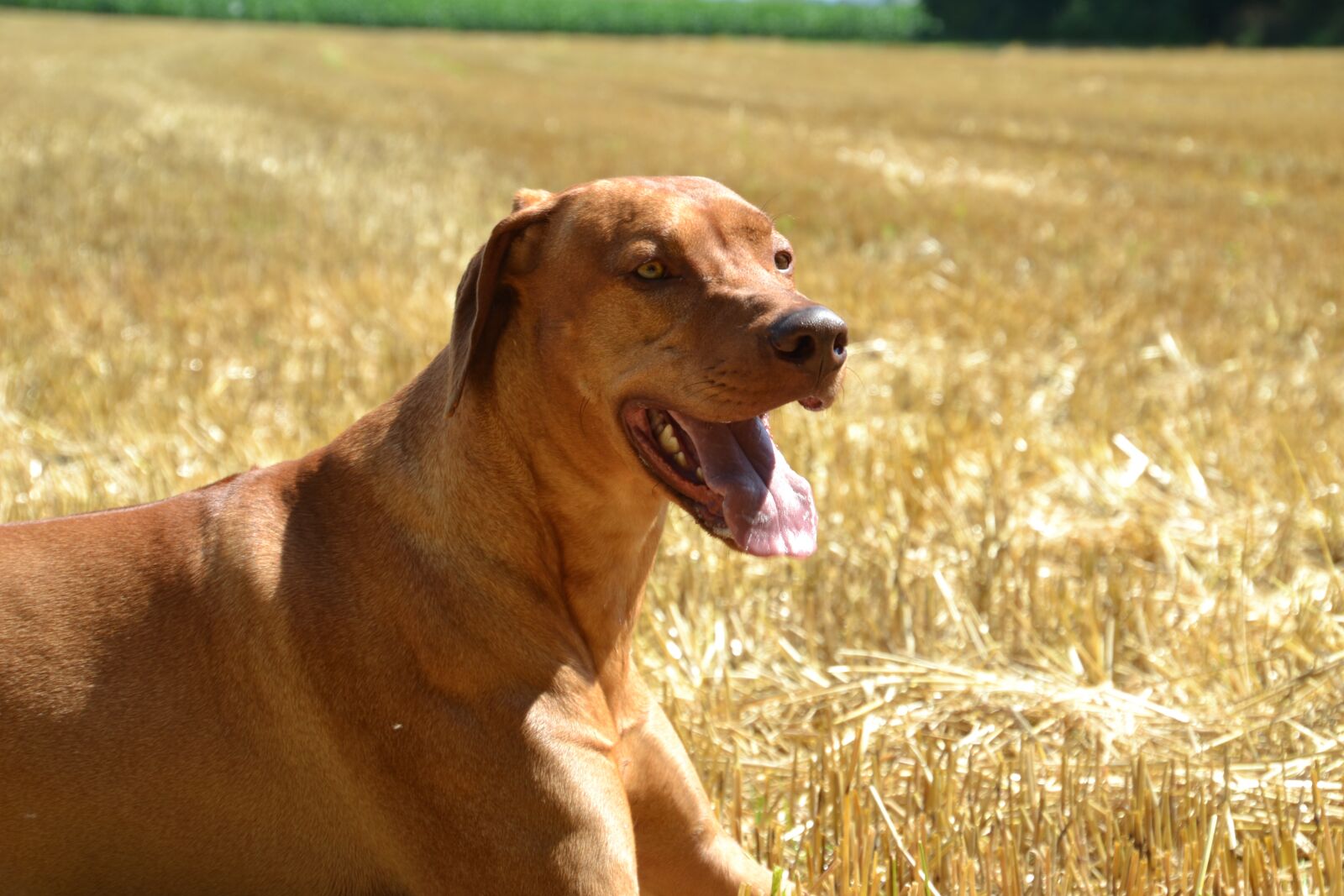 Nikon D3100 sample photo. Dog, guard dog, purebred photography