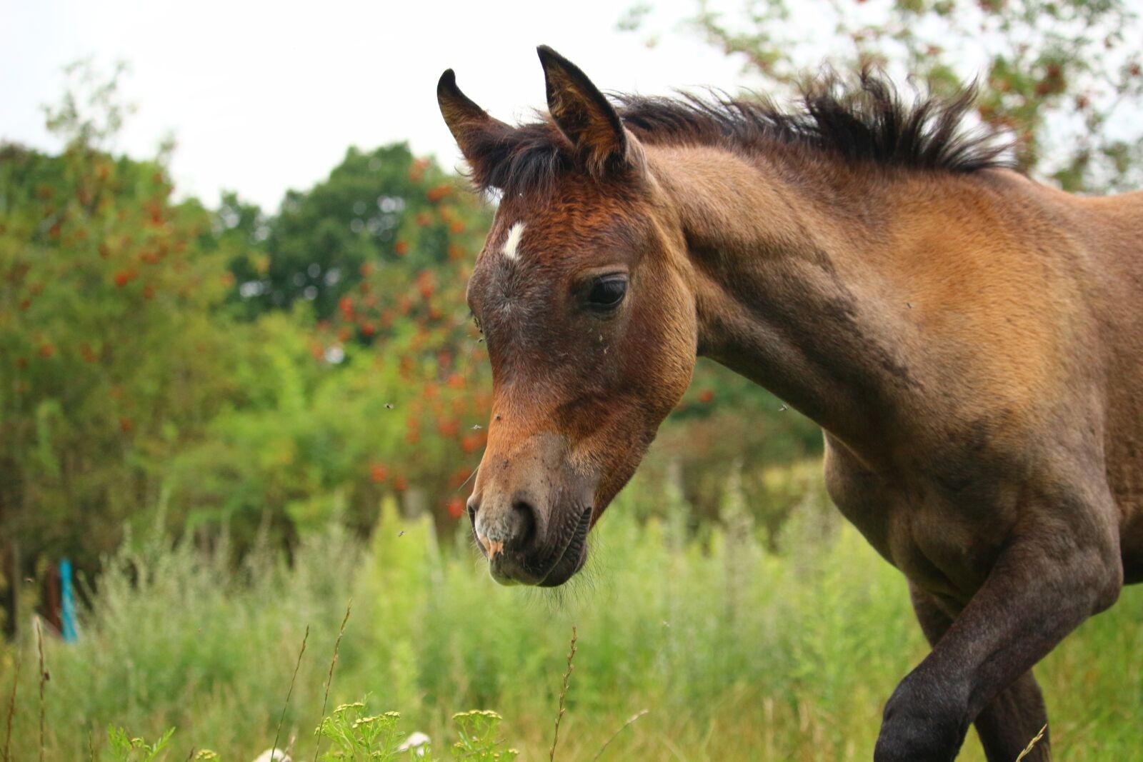 Canon EOS 100D (EOS Rebel SL1 / EOS Kiss X7) sample photo. Horse, foal, thoroughbred arabian photography