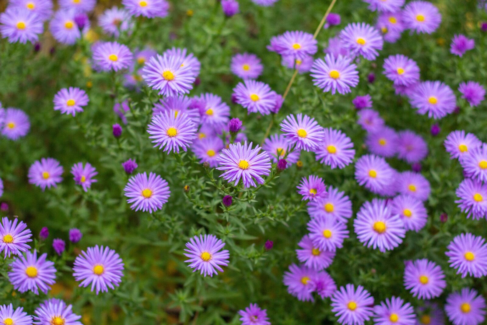 Canon EOS 60D + Canon EF 50mm F1.8 II sample photo. Flowers, purple, perennial asters photography