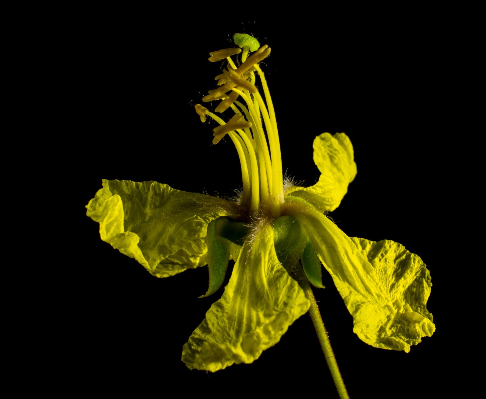 Nikon D5200 sample photo. Blossom, blossom, bloom photography