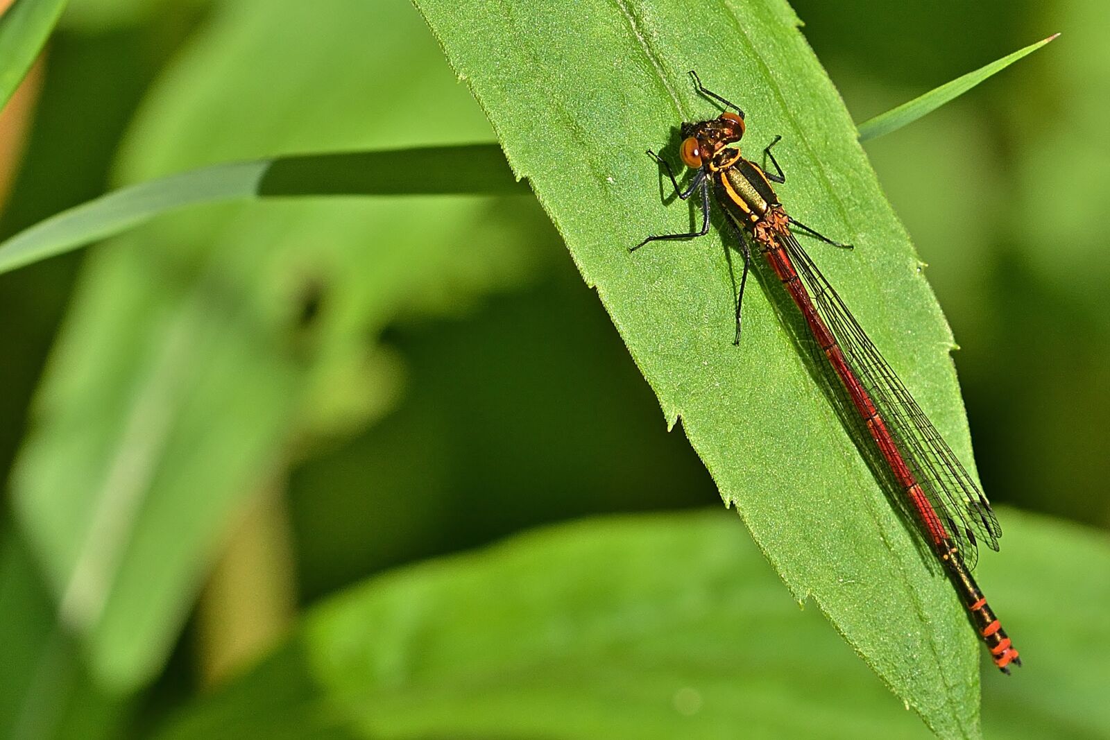 Nikon D5200 sample photo. Dragonfly, adonis dragonfly, small photography