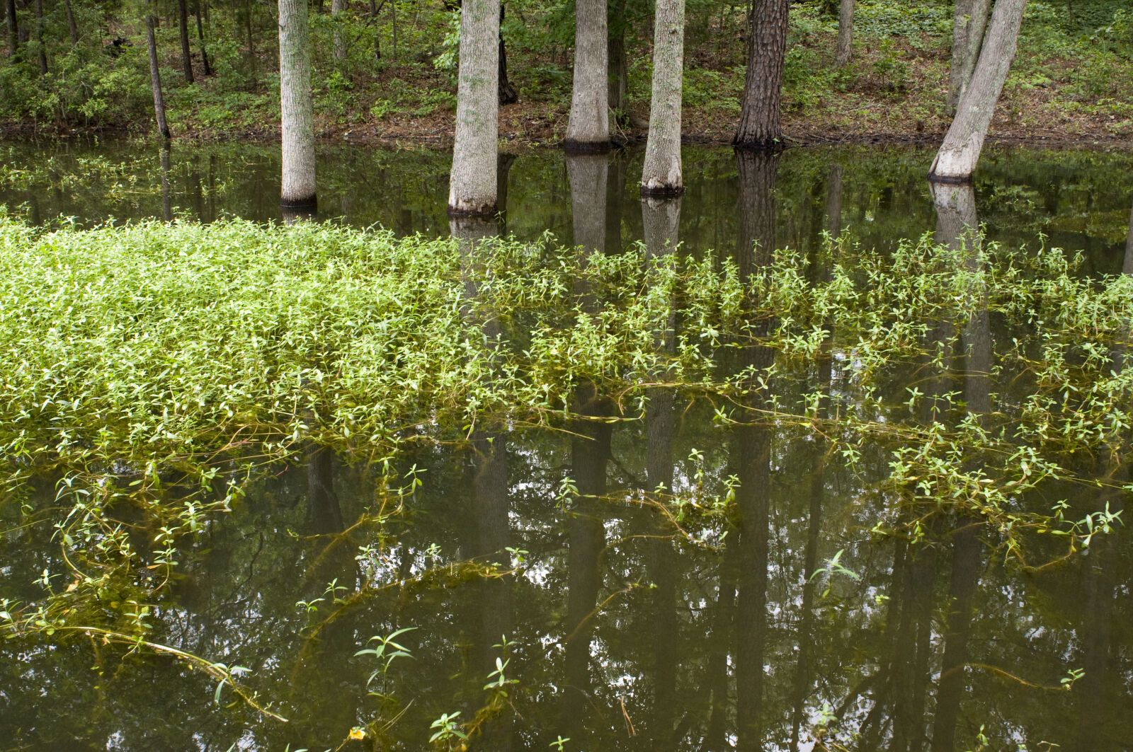 Nikon D90 sample photo. Color, green, lake, lake photography