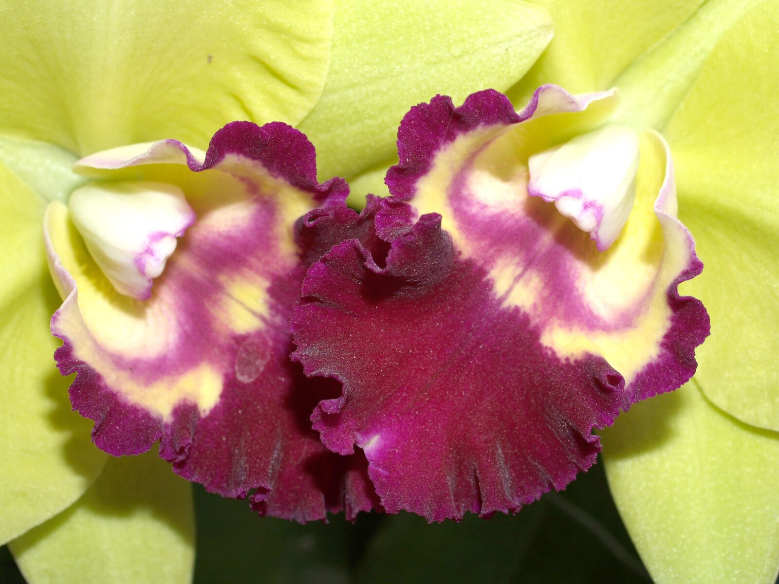Olympus E-300 (EVOLT E-300) sample photo. Orchid, flower, bright photography