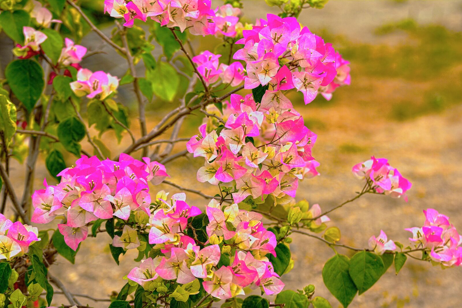 Nikon D5200 sample photo. Fueng fah, paper flower photography