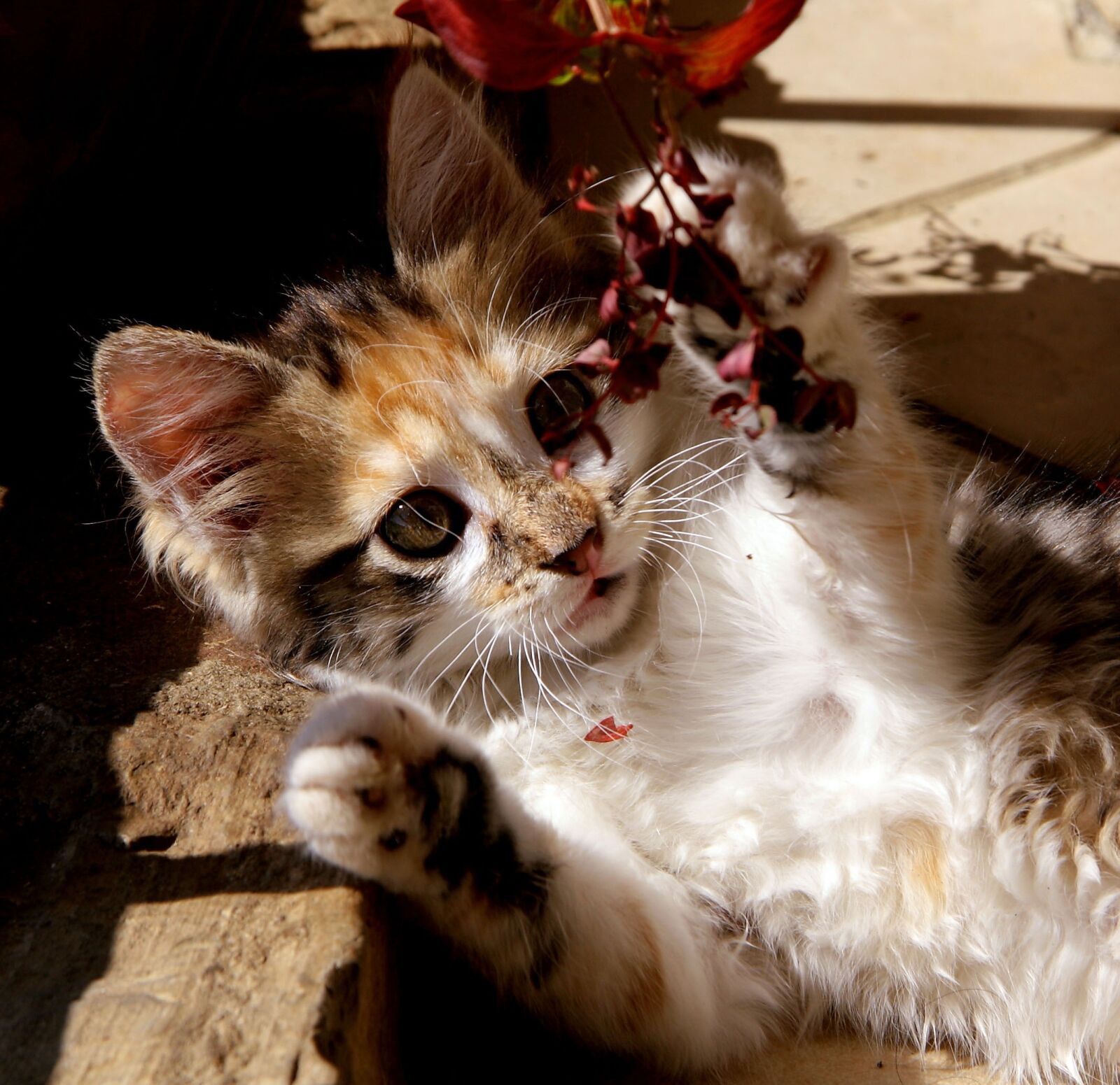 Canon EOS 1000D (EOS Digital Rebel XS / EOS Kiss F) sample photo. Cat, kitten, animals photography