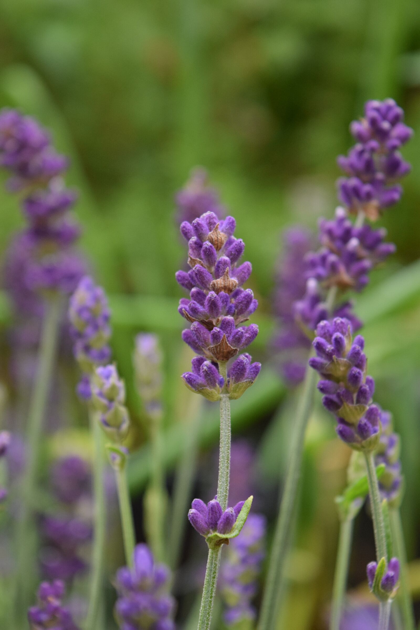 Nikon D3300 sample photo. Lavender, blossom, bloom photography