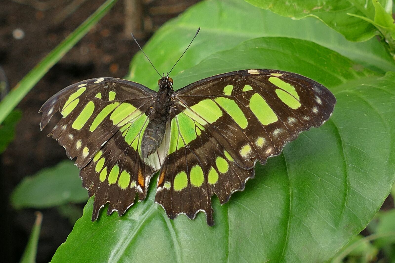 Panasonic Lumix DMC-FZ1000 sample photo. Butterflies, insects, butterfly photography