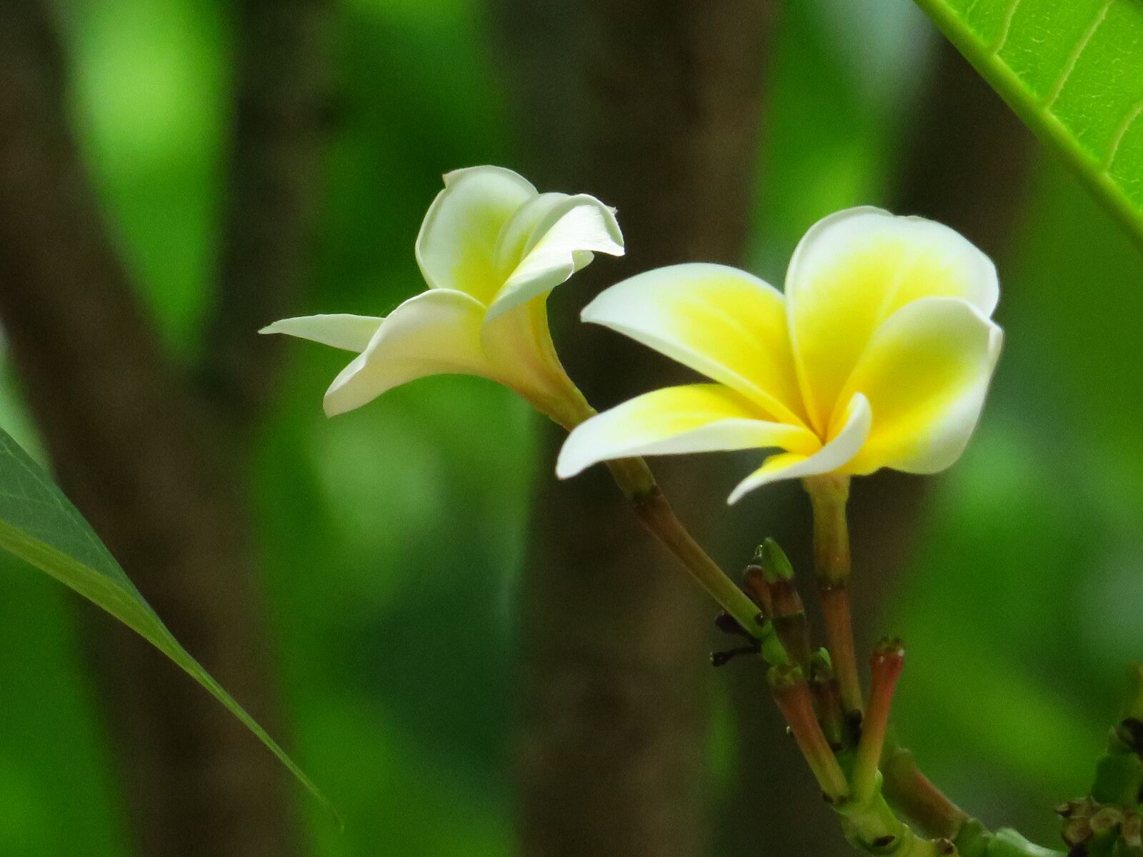 Canon PowerShot G3 X sample photo. Flower, natural, summer photography
