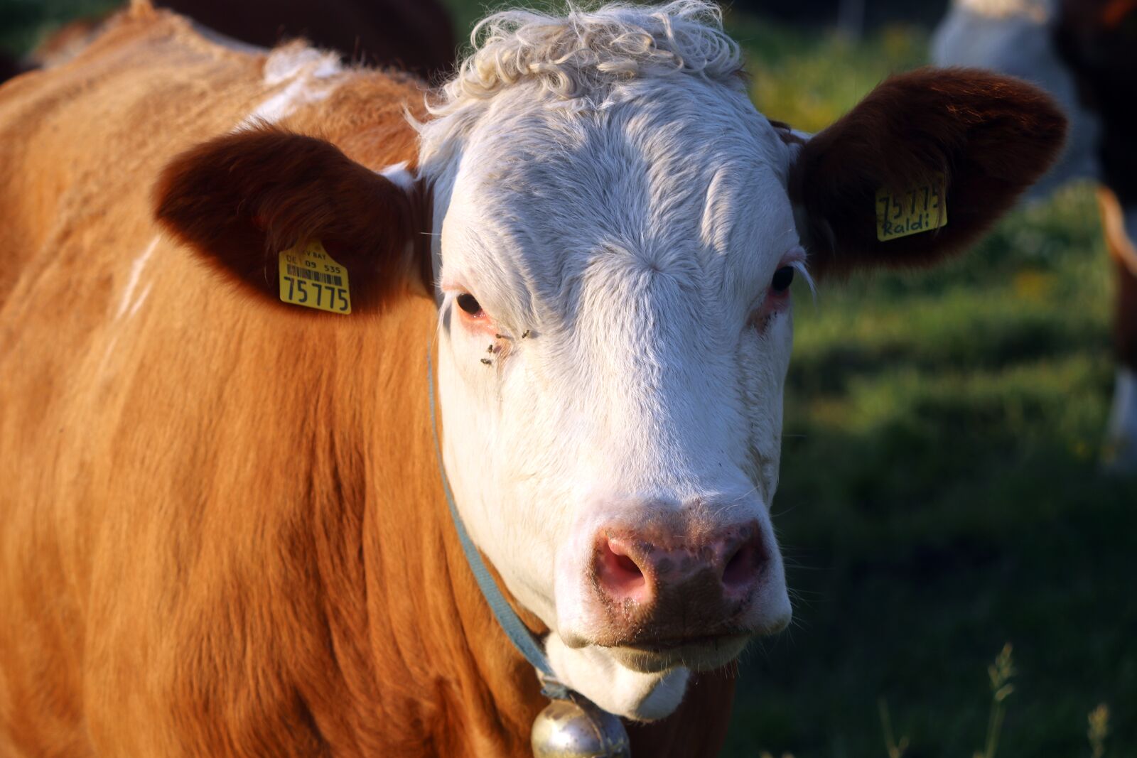 Canon EOS 80D sample photo. Muh, cow, pasture photography
