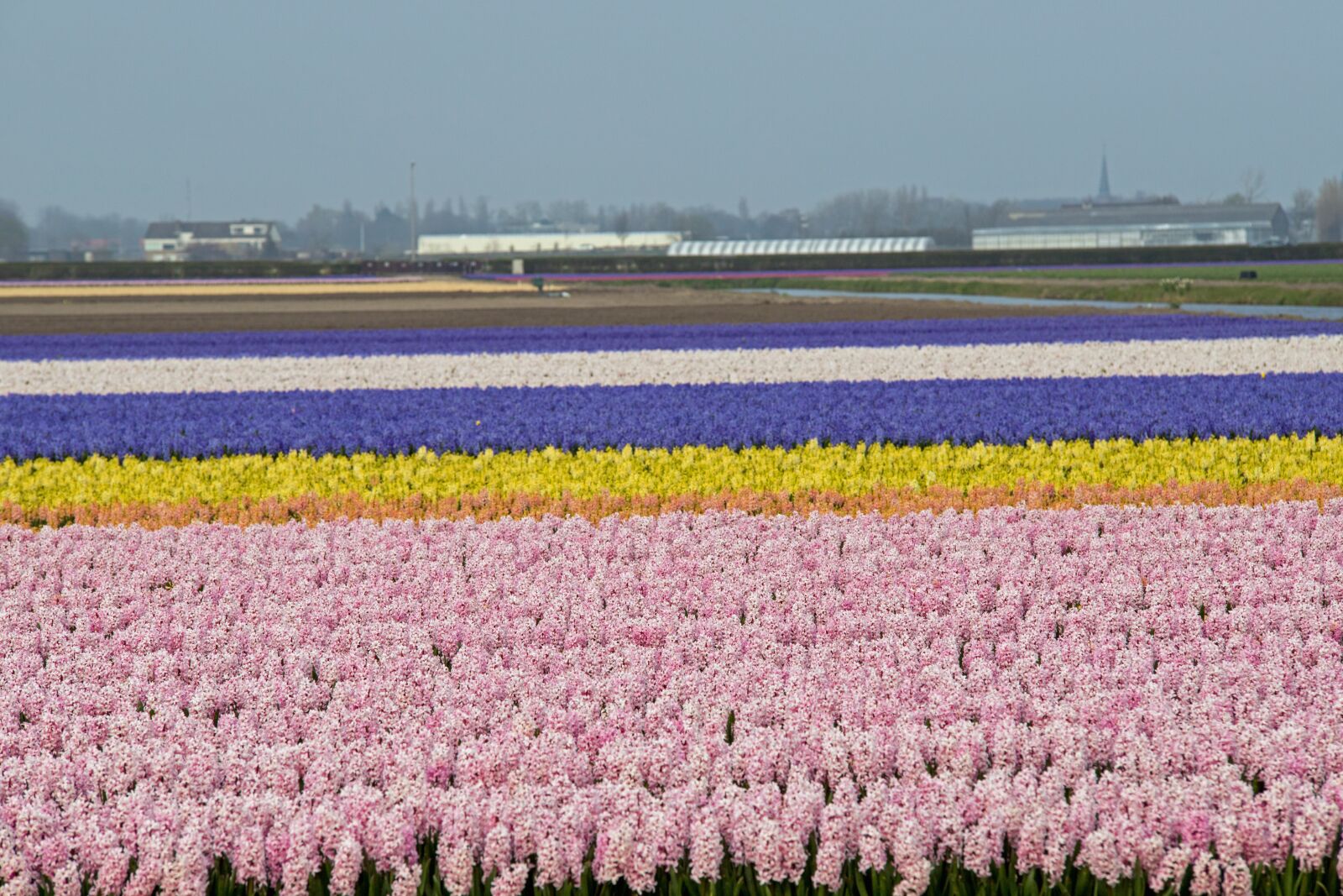 Canon EOS 6D Mark II sample photo. Lisse, bulbs, fields photography