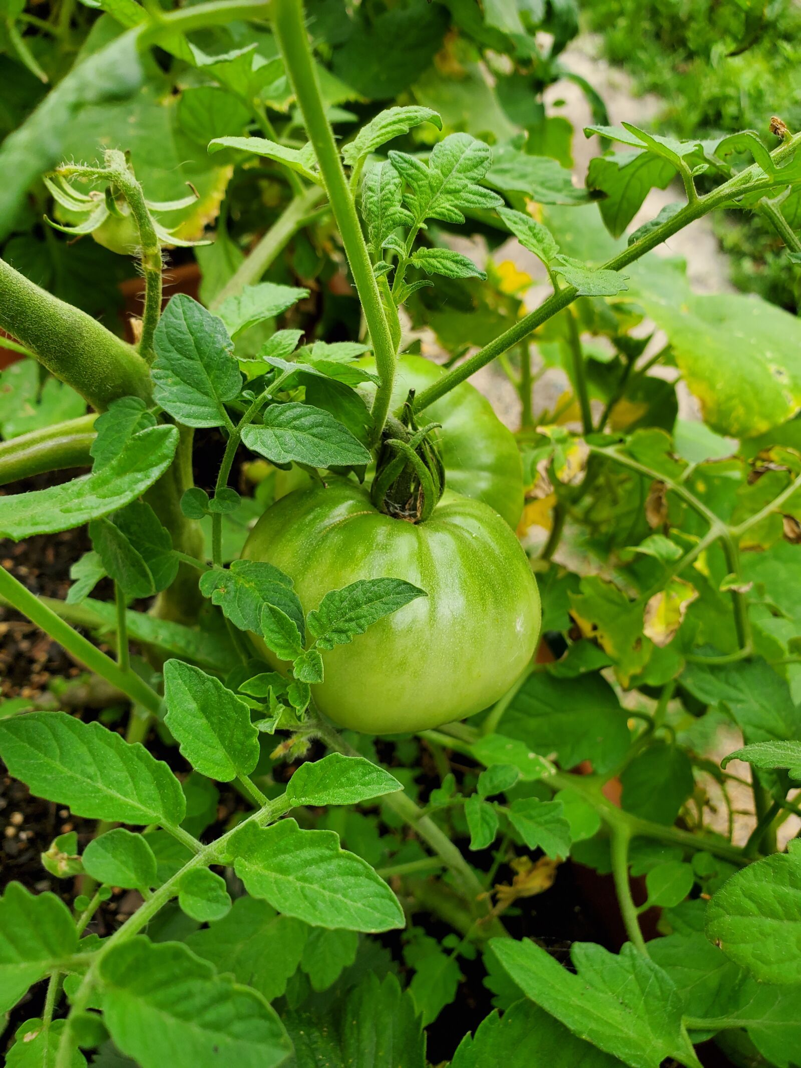 Samsung Galaxy S10e sample photo. Tomato, green tomato, vine photography