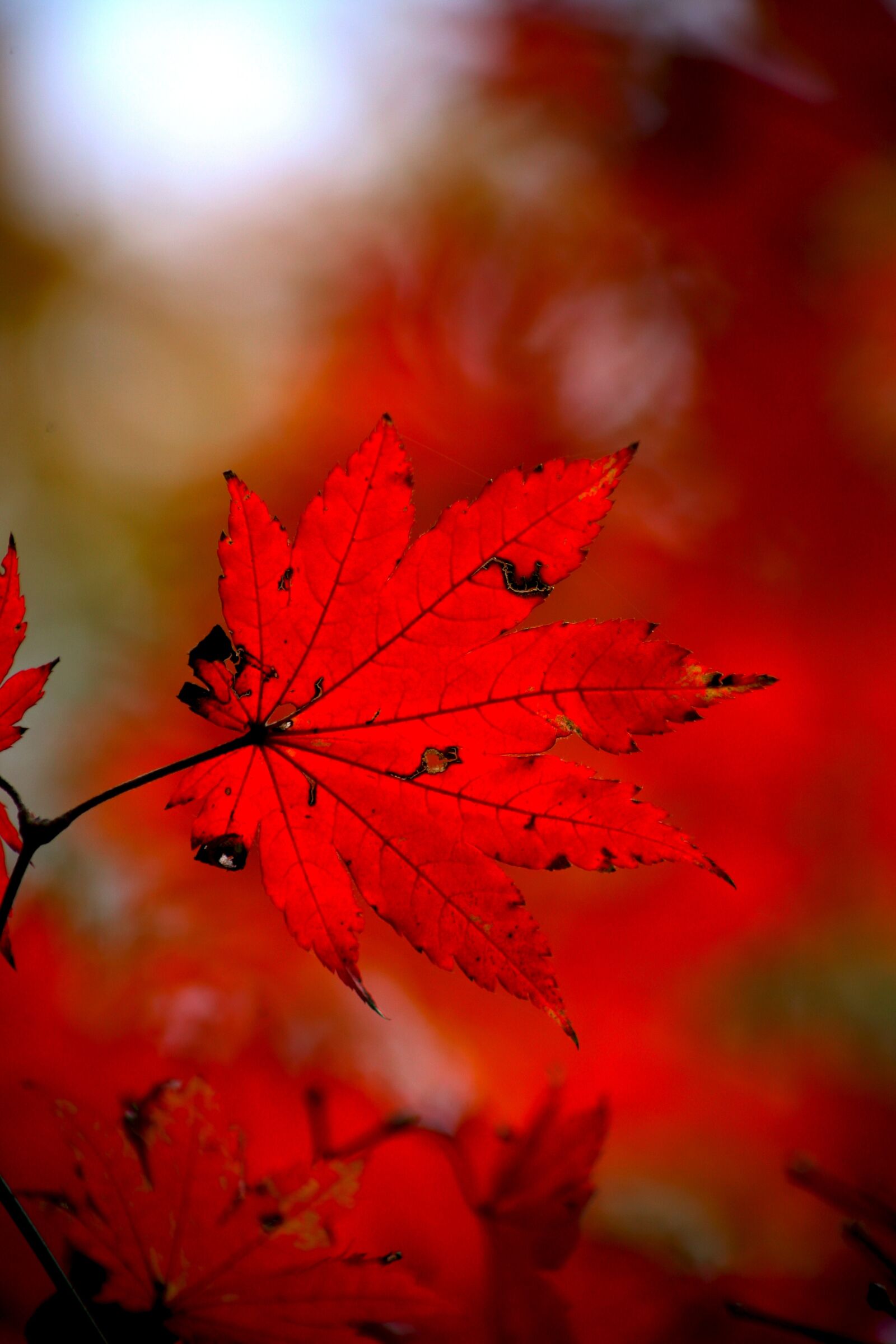 Canon EOS 5D sample photo. Autumn leaves, autumn, red photography