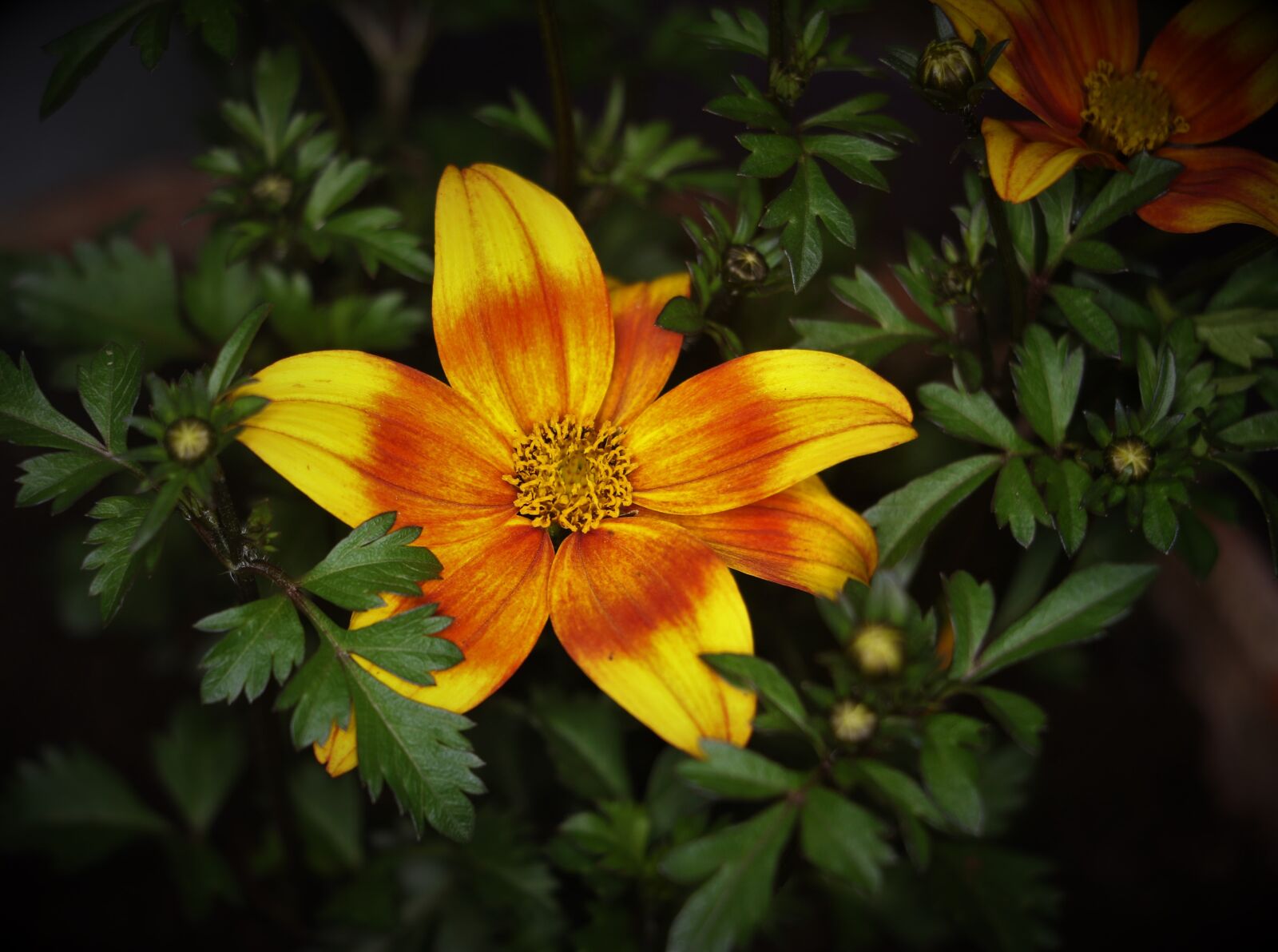 Canon EOS 7D Mark II sample photo. Flower, red, yellow photography